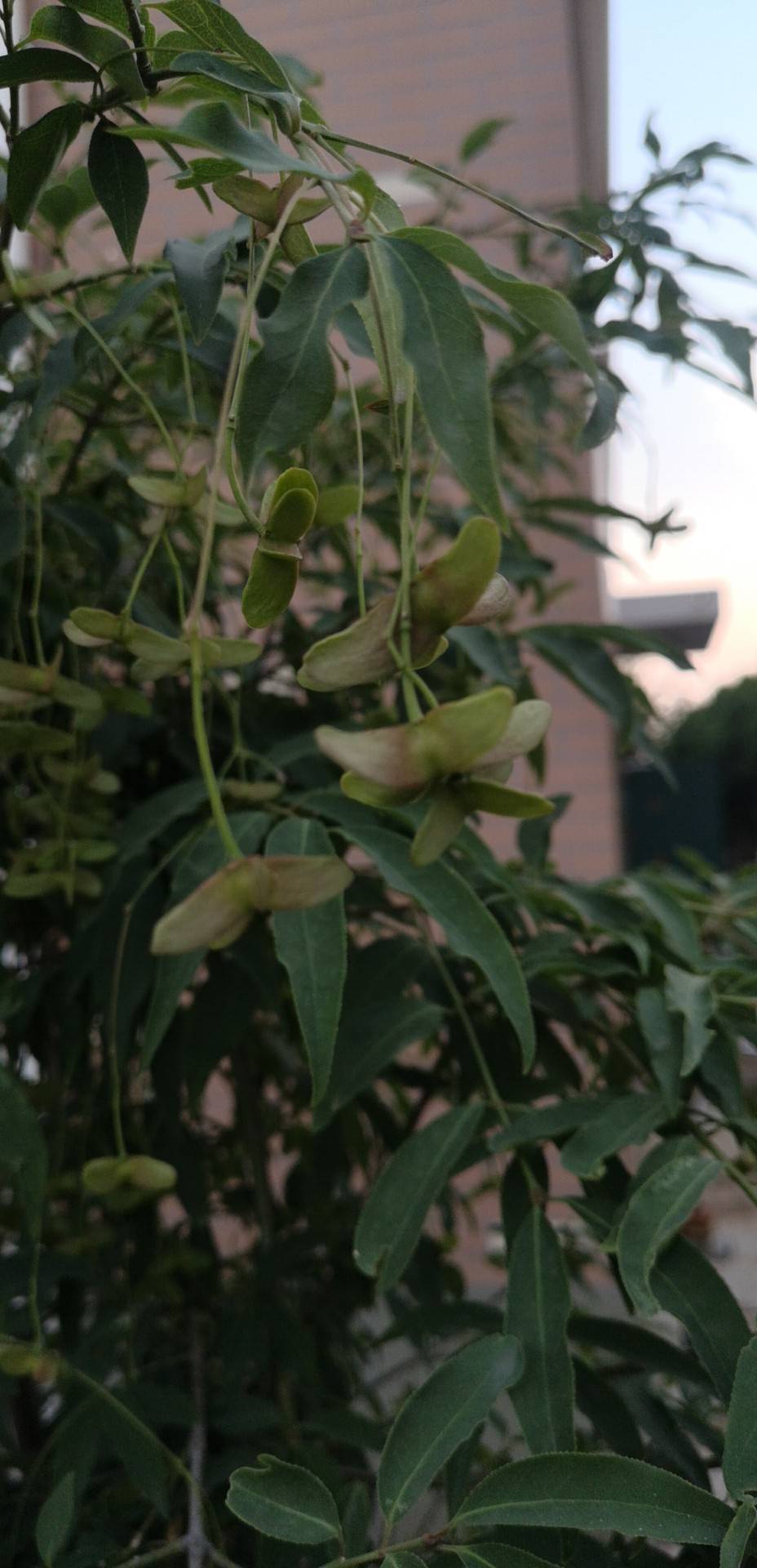 卫矛科卫矛属，落叶灌木，高2m。小枝圆柱形，灰绿色。叶披针形至宽披针形，长5～1 Ocm，先端尖或锐尖，基部楔形，有花3～7；总花梗长5～7cm；蒴果大，有4翅，直径连翅达4～4．5cm，带红色。种子每室1～2粒，扁卵形，暗棕色，长约0．6cm，外被桔黄色假种皮。花期4月；果期8月。