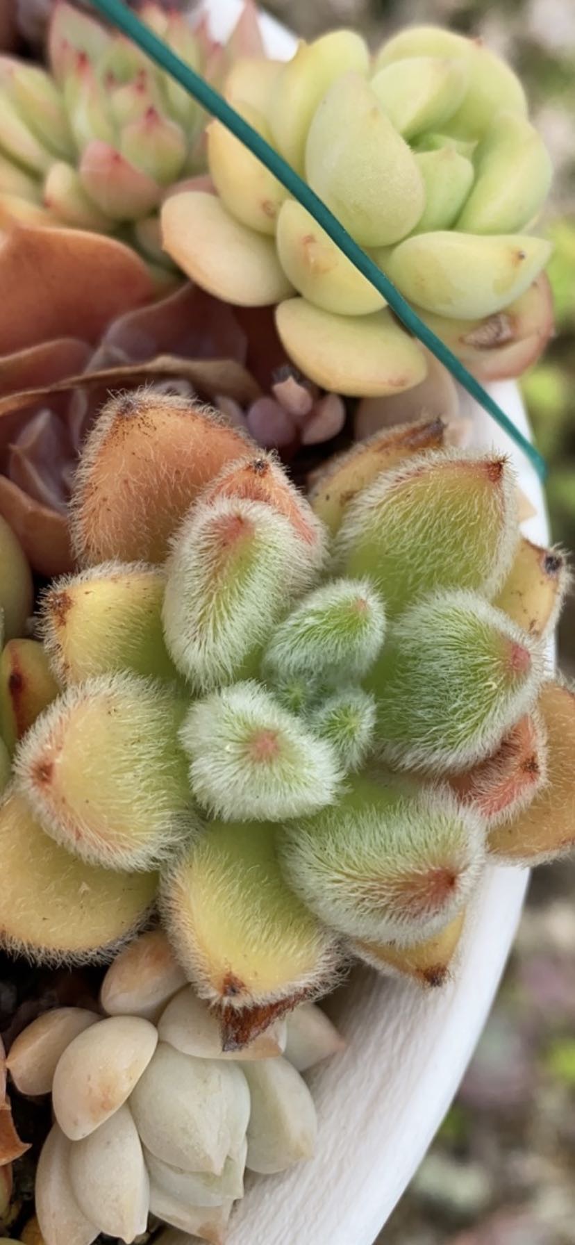 锦司晃(Echeveria setosa)是景天科拟石莲花属的多肉植物，原产地为墨西哥。与锦晃星相似，但叶片要厚很多，花茎的生长速度比锦晃星慢。春秋为生长旺季。叶插与扦插皆可繁殖，但是叶插成功率不高。喜欢日照充足、干燥、空气流通较好的环境。夏季温度过高时会休眠，底部叶片干枯脱落，要减少浇水，适当遮阴。