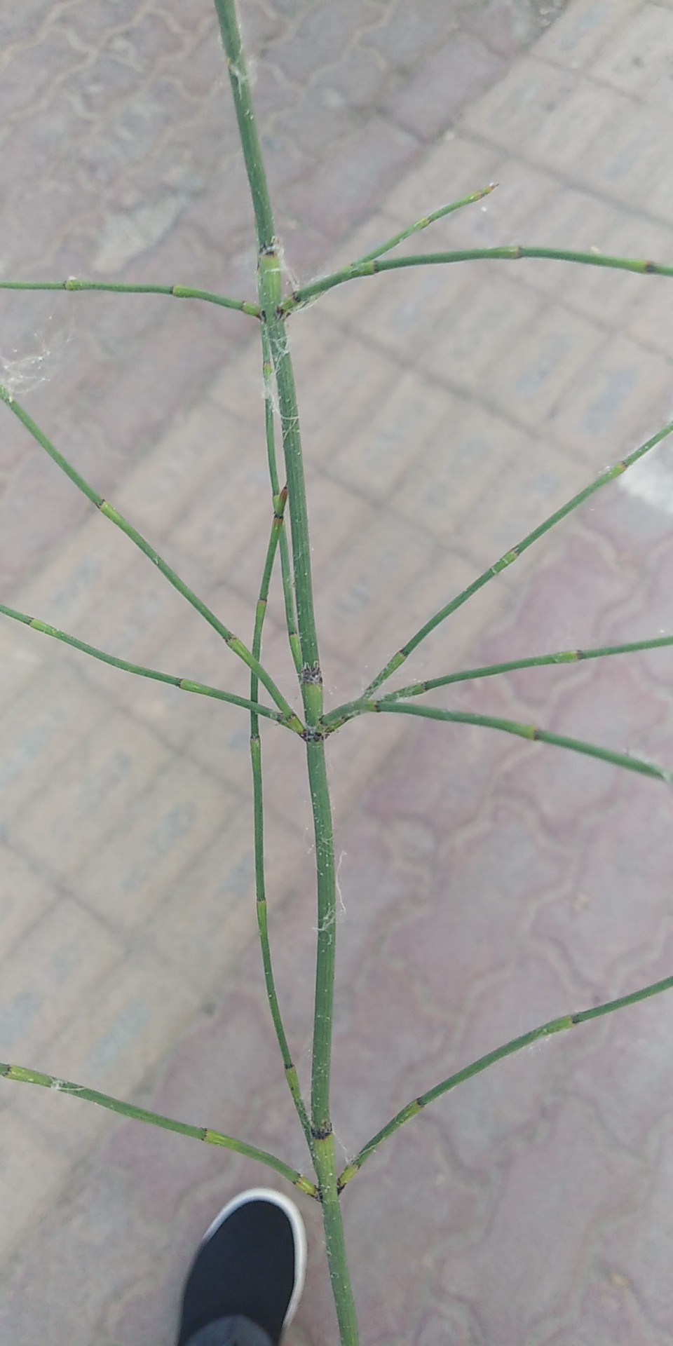 木贼(学名：Equisetum hyemale L.)，别称：千峰草、锉草、笔头草、笔筒草、接骨草、马人参等。多年生常绿草本，高30-100厘米。根状茎粗短，黑褐色，横生地下，节上生黑褐色的根。地睛茎直立，单一或仅于基部分枝，直径6-8毫米，中空，有节，表面灰绿色或黄绿色，有纵棱沟壑0-30条，粗糙。喜生于山坡林下阴湿处，易生河岸湿地、溪边，或杂草地。主产于中国东北、华北、内蒙古和长江流域各省。药用为木贼科植物木贼的全草，木贼味甘、苦，性平。归肺、肝经，具有疏散风热、明目退翳、止血的功效。木贼夏季采收，除去杂质，晒干或阴干贮藏，药用炮制： 除去枯茎及残根，喷淋清水，稍润，切段，干燥。切断段。