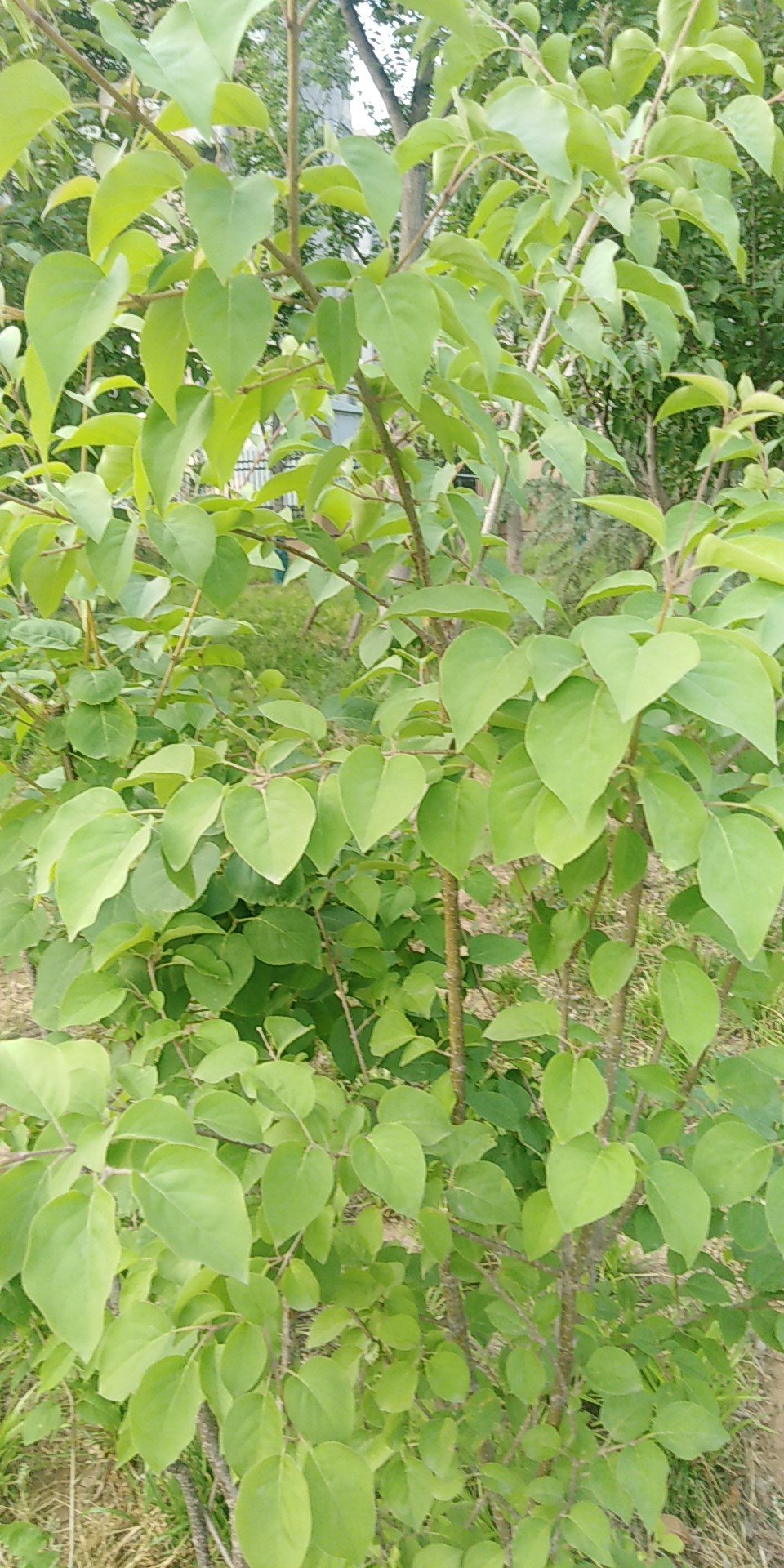 丁香属(学名：Syringa Linn.)：又称紫丁香属，该属植物是落叶灌木,小乔木；大部供观赏用，有些种类的花可提制芳香油，亦为蜜源植物，木材供建筑和家具用。共35种，不包括自然杂交种，主要分布于欧洲东南部、日本、阿富汗、喜马拉雅地区、朝鲜和中国。该属中有不少种类的花是提取香精，配制高级香料的原料；又枝叶繁茂、花色淡雅而清香，故庭园广为栽培供观赏，为庭园中之珍品。欧美对该属进行杂交育种已有近百年的历史，先后曾选育出数百个栽培品种。中国北京植物园也开展了此项研究，已培育成紫云 Syringe oblate cv