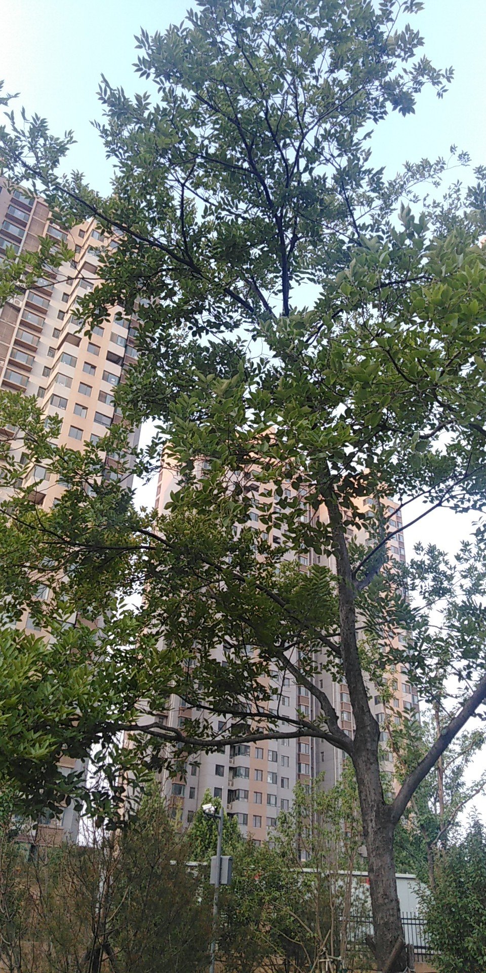 朴树(学名：Celtis sinensis Pers.)是荨麻目榆科朴属植物，落叶乔木，高达20米。树皮平滑，灰色。一年生枝被密毛。叶互生，革质，宽卵形至狭卵形，长3-10厘米，宽1.5-4厘米。花杂性(两性花和单性花同株)，1-3朵生于当年枝的叶腋。核果单生或2个并生，近球形，熟时红褐色，果核有穴和突肋。花期4-5月，果期9-11月。朴树分布于中国的淮河流域、秦岭以南至华南各省区、长江中下游和以南诸省(区)以及台湾地区。在越南、老挝也有所分布。多生长于海拔100-1500米的路旁、山坡、林缘处。朴树可作行道树，对二氧化硫、氯气等有毒气体的抗性强；茎皮为造纸和人造棉原料；果实榨油作润滑油；木材坚硬，可供工业用材；根、皮、叶入药有消肿止痛、解毒治热的功效，外敷治水火烫伤：叶制土农药，可杀红蜘蛛。(概述图参考资料来源：)