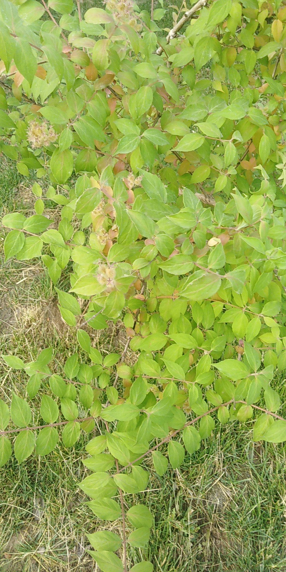 蝟实(学名：Kolkwitzia amabilis Graebn.)是忍冬科，蝟实属多分枝直立灌木，高可达3米；叶椭圆形至卵状椭圆形，叶片上面深绿色，两面散生短毛，花梗几不存在；苞片披针形，花冠淡红色，花药宽椭圆形；花柱有软毛，果实黄色，5-6月开花，8-9月结果成熟。蝟实欧美各国都有栽培．中国秦岭至大别山区的古老残遗成分，在忍冬科中处于孤立地位，它对于研究植物区系、古地理和忍冬科系统发育有一定的科学价值。在园林中可于草坪、角坪、角隅、山石旁、园路交叉口、亭廊附近列植或丛植，也可盆栽所赏或作切花。是一种具有较高观赏价值的花木。北京地区园林中多丛植于草坪，路边及假山旁，也可盆栽或做切花用。中国科学院植物研究所北京植物园1953年引种并推广。(概述图参考：中国自然标本馆)