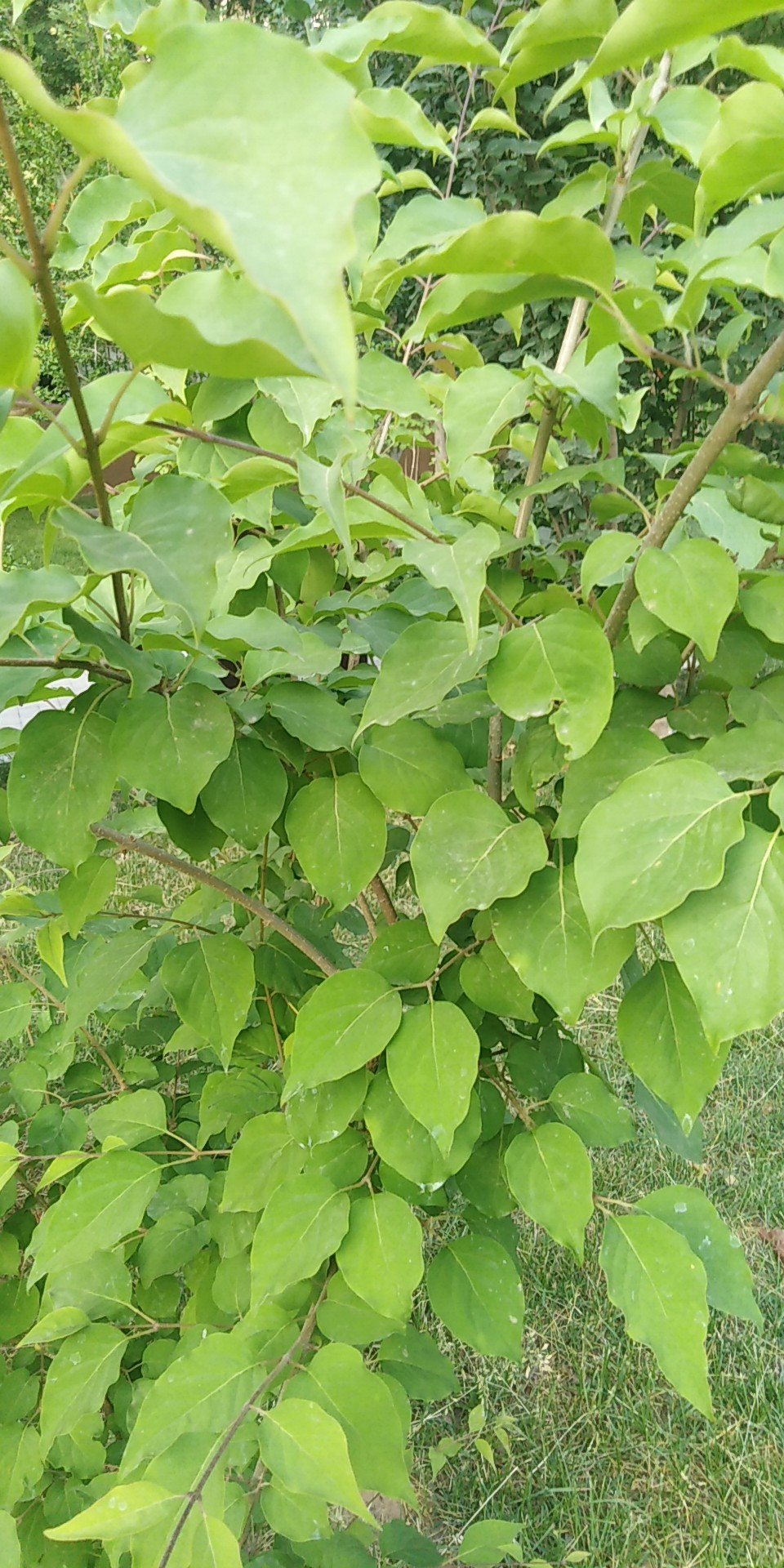 丁香属(学名：Syringa Linn.)：又称紫丁香属，该属植物是落叶灌木,小乔木；大部供观赏用，有些种类的花可提制芳香油，亦为蜜源植物，木材供建筑和家具用。共35种，不包括自然杂交种，主要分布于欧洲东南部、日本、阿富汗、喜马拉雅地区、朝鲜和中国。该属中有不少种类的花是提取香精，配制高级香料的原料；又枝叶繁茂、花色淡雅而清香，故庭园广为栽培供观赏，为庭园中之珍品。欧美对该属进行杂交育种已有近百年的历史，先后曾选育出数百个栽培品种。中国北京植物园也开展了此项研究，已培育成紫云 Syringe oblate cv