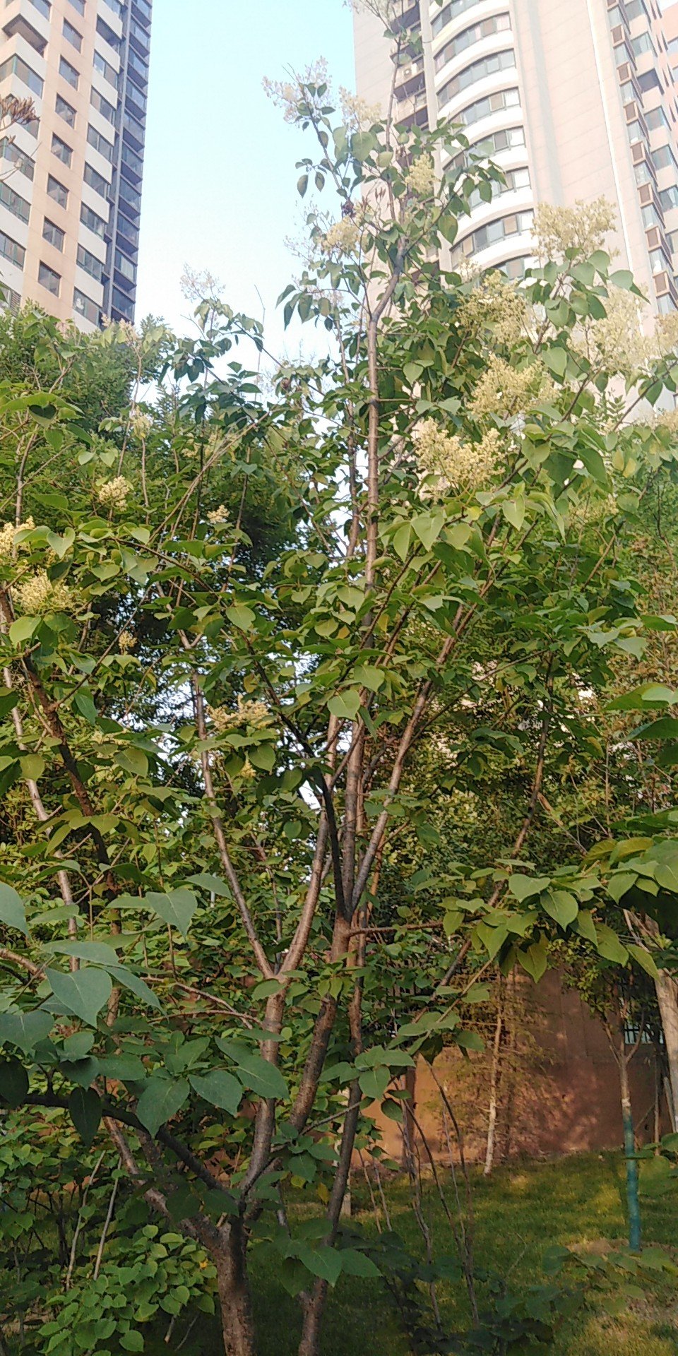 女贞(学名：Ligustrum lucidum)为木犀科女贞属常绿灌木或乔木，高可达25米；树皮灰褐色。枝黄褐色、灰色或紫红色，圆柱形，疏生圆形或长圆形皮孔。女贞为亚热带树种，枝叶茂密，树形整齐，是常用观赏树种，可于庭院孤植或丛植、行道树、绿篱等。女贞原产于中国，广泛分布于长江流域及以南地区，华北、西北地区也有栽培，能耐-10℃左右低温，是园林绿化中应用较多的乡土树种。主要分布江浙、江西、安徽、山东、川贵、两湖、两广、福建等地。采用播种、扦插、压条法繁殖。叶可蒸馏提取冬青油，用于甜食和牙膏等的添加剂。成熟果实晒干为中药女贞子，性凉，味甘苦、可明目、乌发、补肝肾。