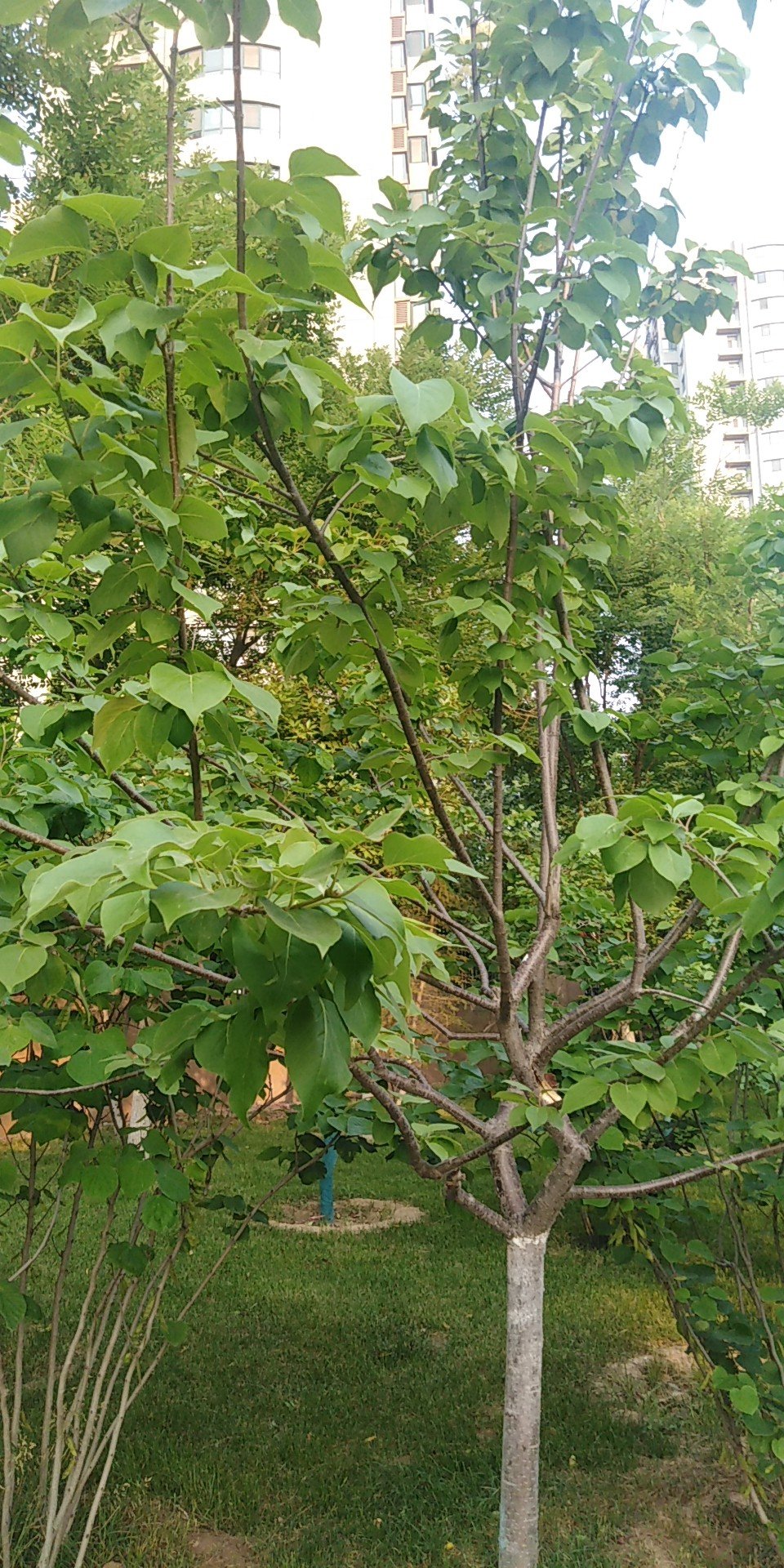 梨花，蔷薇科梨属，梨树的花朵。梨树，落叶乔木，叶圆如大叶杨，干有粗皮外护，枝撑如伞。春季开花，花色洁白，如同雪花，具有淡淡的香味。梨可供生食外，还可酿酒、制梨膏、梨脯，以及药用。