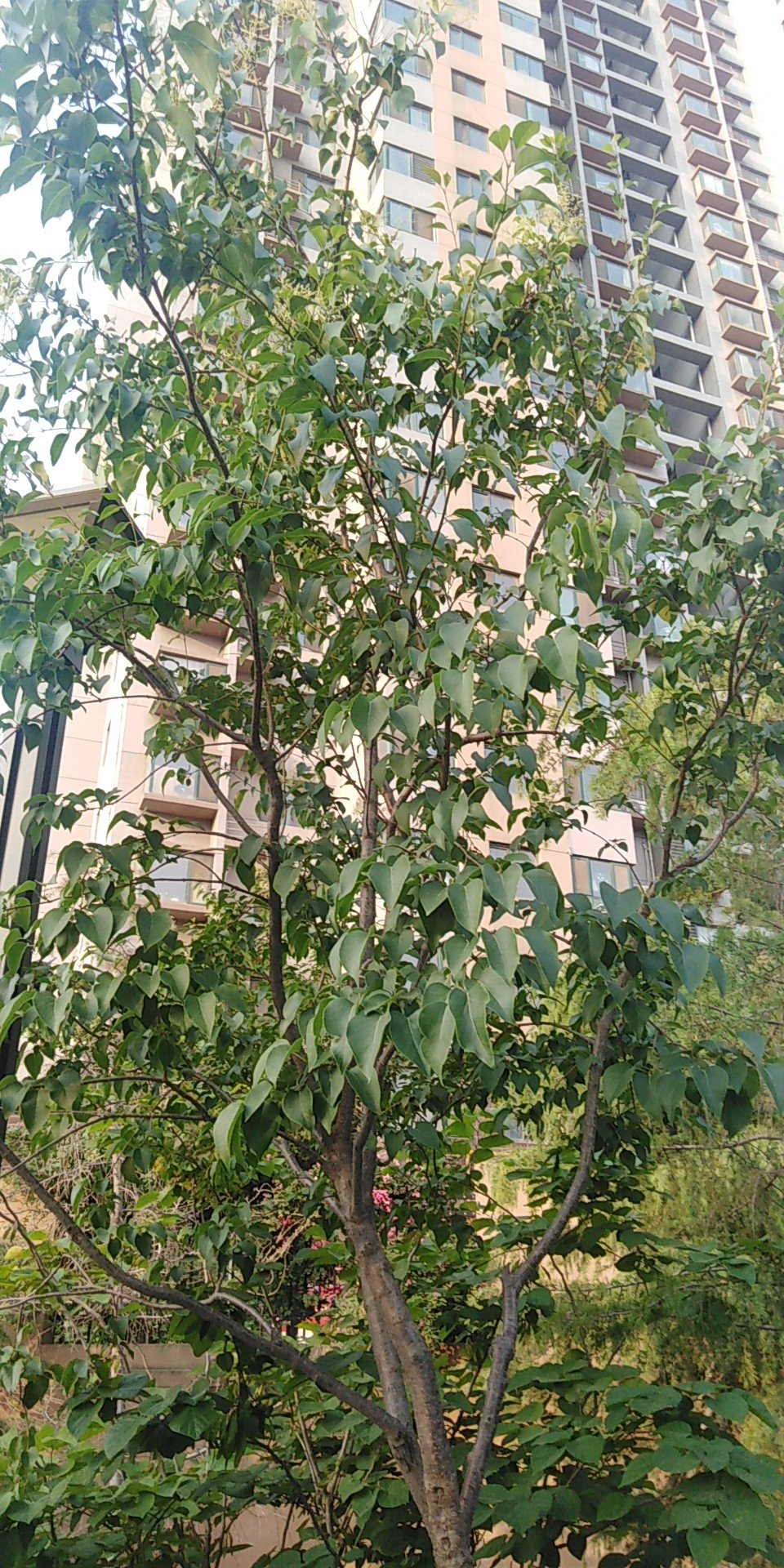 丁香属(学名：Syringa Linn.)：又称紫丁香属，该属植物是落叶灌木,小乔木；大部供观赏用，有些种类的花可提制芳香油，亦为蜜源植物，木材供建筑和家具用。共35种，不包括自然杂交种，主要分布于欧洲东南部、日本、阿富汗、喜马拉雅地区、朝鲜和中国。该属中有不少种类的花是提取香精，配制高级香料的原料；又枝叶繁茂、花色淡雅而清香，故庭园广为栽培供观赏，为庭园中之珍品。欧美对该属进行杂交育种已有近百年的历史，先后曾选育出数百个栽培品种。中国北京植物园也开展了此项研究，已培育成紫云 Syringe oblate cv