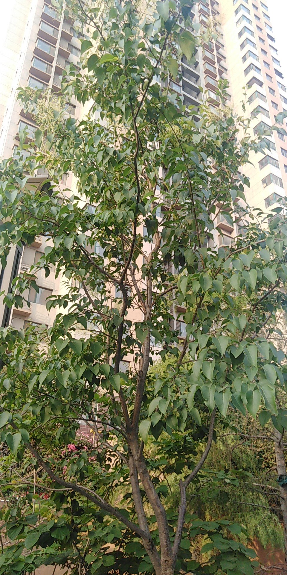 女贞(学名：Ligustrum lucidum)为木犀科女贞属常绿灌木或乔木，高可达25米；树皮灰褐色。枝黄褐色、灰色或紫红色，圆柱形，疏生圆形或长圆形皮孔。女贞为亚热带树种，枝叶茂密，树形整齐，是常用观赏树种，可于庭院孤植或丛植、行道树、绿篱等。女贞原产于中国，广泛分布于长江流域及以南地区，华北、西北地区也有栽培，能耐-10℃左右低温，是园林绿化中应用较多的乡土树种。主要分布江浙、江西、安徽、山东、川贵、两湖、两广、福建等地。采用播种、扦插、压条法繁殖。叶可蒸馏提取冬青油，用于甜食和牙膏等的添加剂。成熟果实晒干为中药女贞子，性凉，味甘苦、可明目、乌发、补肝肾。