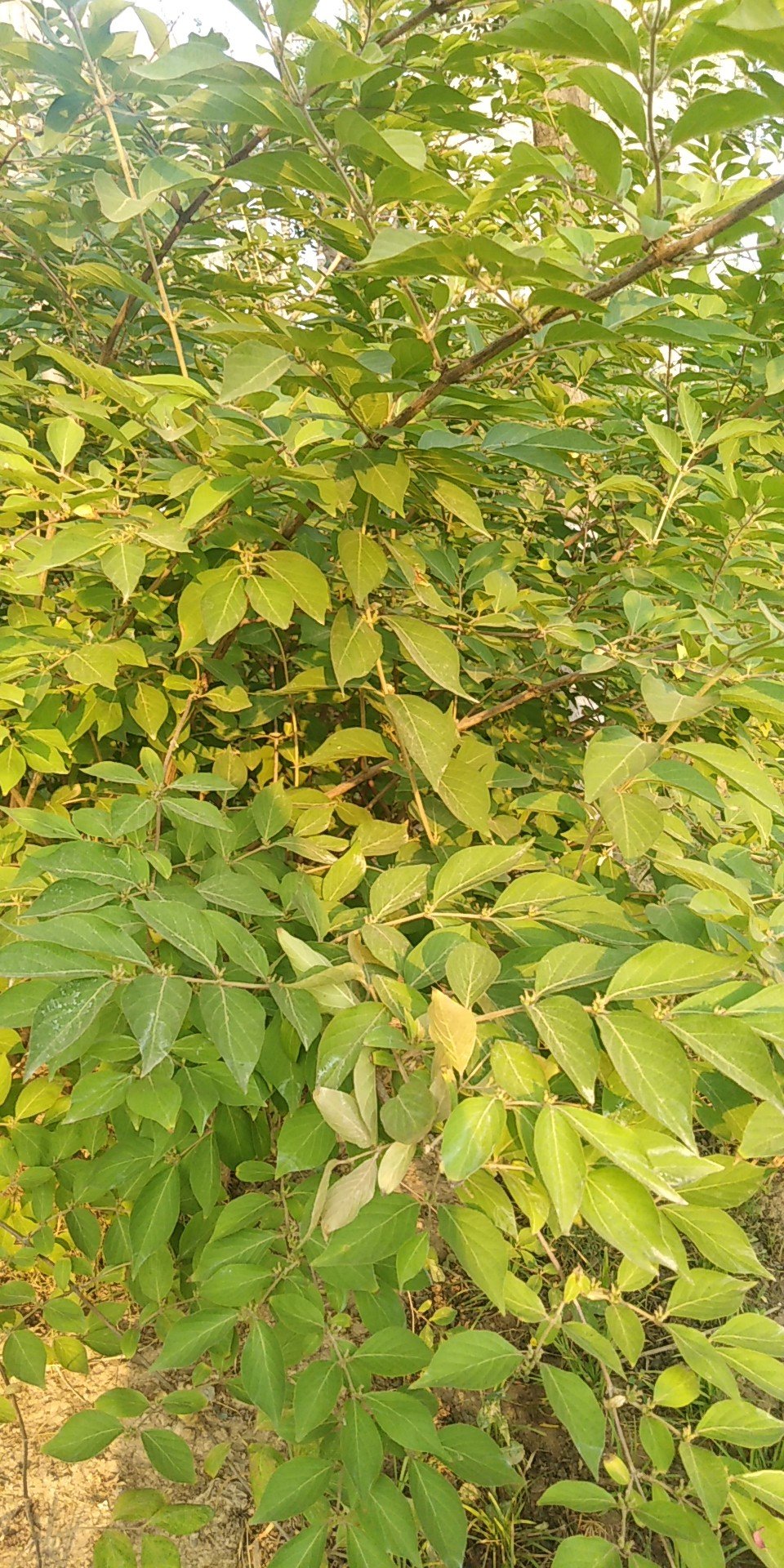 半常绿藤本；幼枝洁红褐色，密被黄褐色、开展的硬直糙毛、腺毛和短柔毛，下部常无毛。叶纸质，卵形至矩圆状卵形，有时卵状披针形，稀圆卵形或倒卵形，极少有1至数个钝缺刻，长3-5（-9.5）厘米，顶端尖或渐尖，少有钝、圆或微凹缺，基部圆或近心形，有糙缘毛，上面深绿色，下面淡绿色，小枝上部叶通常两面均密被短糙毛，下部叶常平滑无毛而下面多少带青灰色；叶柄长4~8毫米，密被短柔毛。
总花梗通常单生于小枝上部叶腋，与叶柄等长或稍较短，下方者则长达2-4厘米，密被短柔后，并夹杂腺毛；苞片大，叶状，卵形至椭圆形，长达2-3厘米，两面均有短柔毛或有时近无毛；小苞片顶端圆形或截形，长约1毫米，为萼筒的1/2-4/5，有短糙毛和腺毛；萼筒长约2毫米，无毛，萼齿卵状三角形或长三角形，顶端尖而有长毛，外面和边缘都有密毛；花冠白色，有时基部向阳面呈微红，后变黄色，长（2-）3-4.5（-6）厘米，唇形，筒稍长于唇瓣，很少近等长，外被多少倒生的开展或半开展糙毛和长腺毛，上唇裂片顶端钝形，下唇带状而反曲；雄蕊和花柱均高出花冠。
果实圆形，直径6-7毫米，熟时蓝黑色，有光泽；种子卵圆形或椭圆形，褐色，长约3毫米，中部有1凸起的脊，两侧有浅的横沟纹。花期4-6月（秋季亦常开花），果熟期10-11月。
本种最明显的特征在于具有大形的叶状苞片。它在外貌上有些象华南忍冬（L.confusa（Sweet）DC.），但那个种的苞片狭细而非叶状，萼筒密生短柔毛，小枝密生卷曲的短柔毛，与本种明显不同。
这个种的形态变异非常大，无论在枝、叶的毛被、叶的形状和大小以及花冠的长度、毛被和唇瓣与筒部的长度比例等方面，都有很大的变化。但所有这些变化看来较多地同生态环境相联系，并未显示与地理分布之间的相关性。
