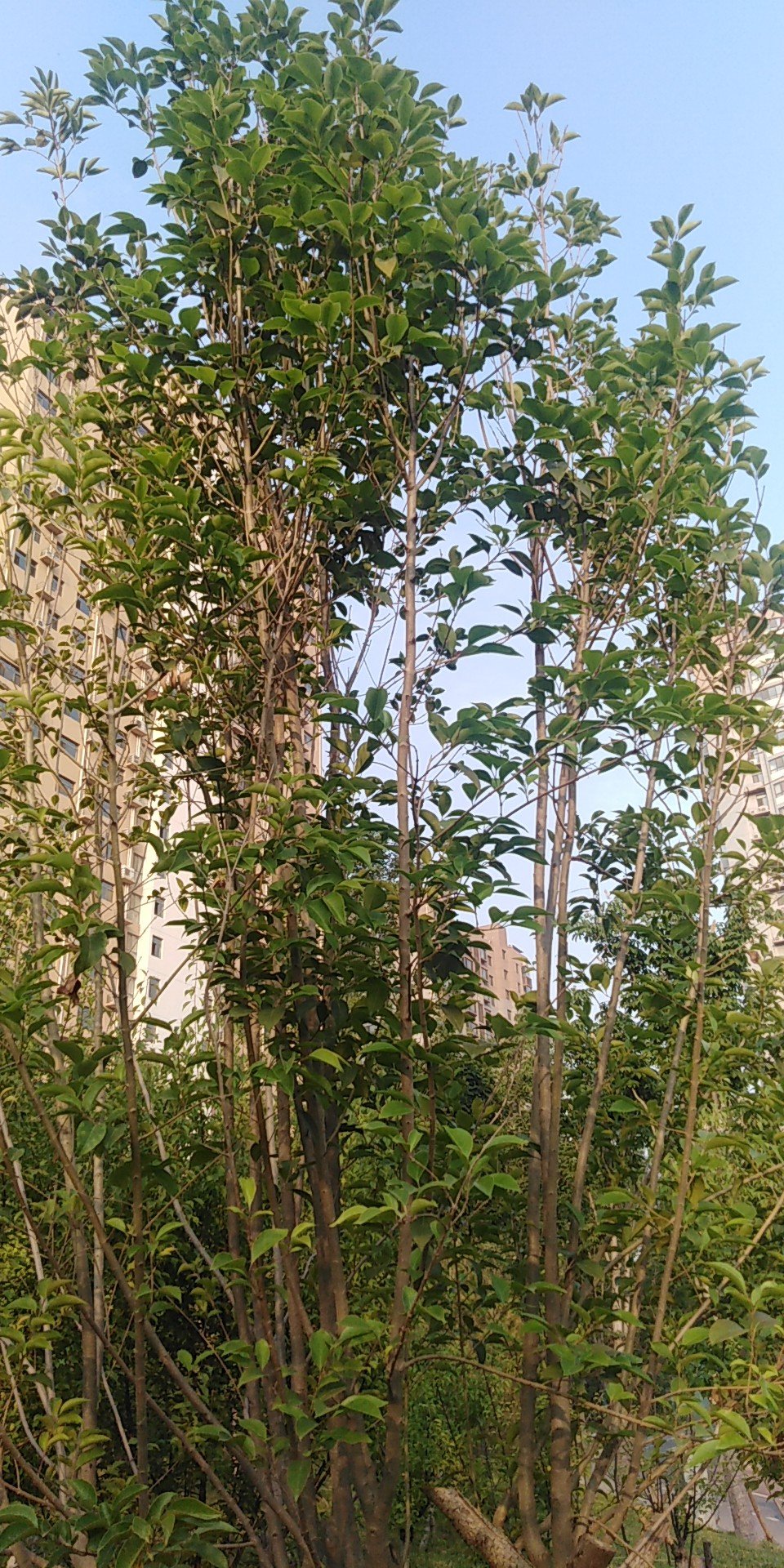 女贞(学名：Ligustrum lucidum)为木犀科女贞属常绿灌木或乔木，高可达25米；树皮灰褐色。枝黄褐色、灰色或紫红色，圆柱形，疏生圆形或长圆形皮孔。女贞为亚热带树种，枝叶茂密，树形整齐，是常用观赏树种，可于庭院孤植或丛植、行道树、绿篱等。女贞原产于中国，广泛分布于长江流域及以南地区，华北、西北地区也有栽培，能耐-10℃左右低温，是园林绿化中应用较多的乡土树种。主要分布江浙、江西、安徽、山东、川贵、两湖、两广、福建等地。采用播种、扦插、压条法繁殖。叶可蒸馏提取冬青油，用于甜食和牙膏等的添加剂。成熟果实晒干为中药女贞子，性凉，味甘苦、可明目、乌发、补肝肾。