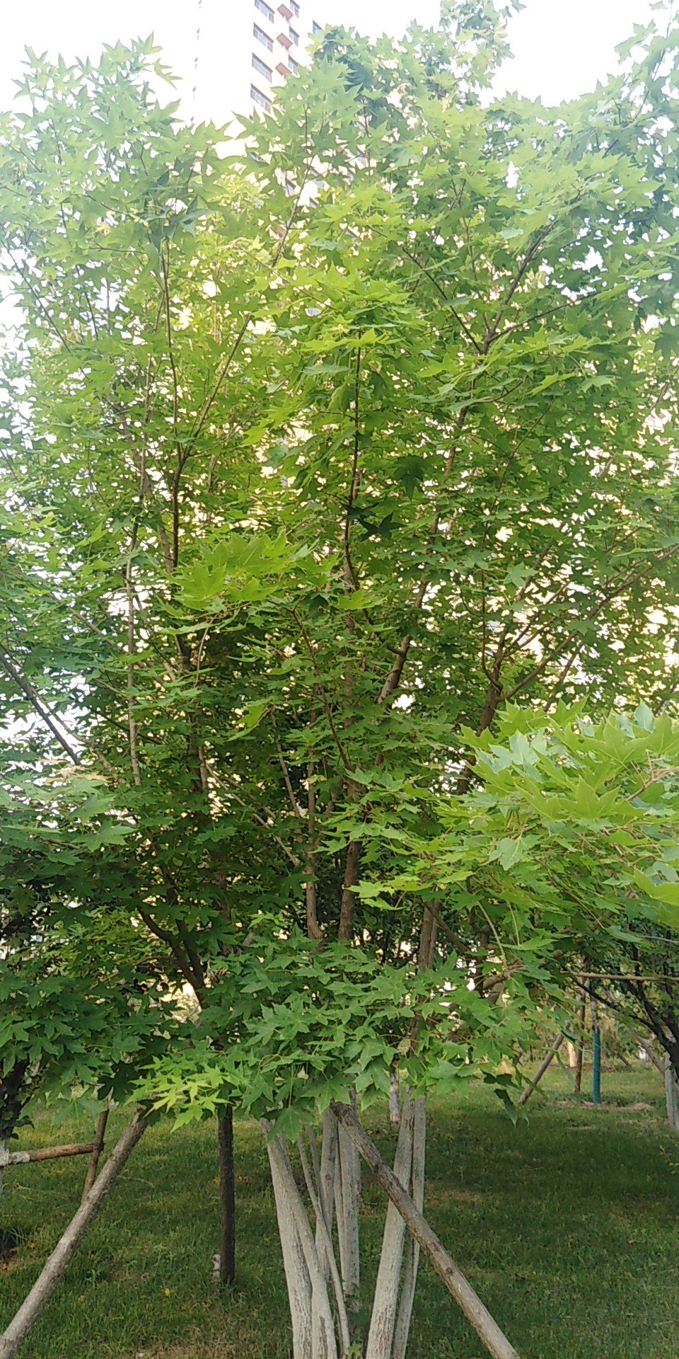 乔木，高达40米，胸径1米以上，小枝灰色或灰褐色。叶马褂状，长4-12（18）厘米，近基部每边具1侧裂片，先端具2浅裂，下面苍白色，叶柄长4-8（-16）厘米。
花杯状，花被片9，外轮3片绿色，萼片状，向外弯垂，内两轮6片、直立，花瓣状、倒卵形，长3-4厘米，绿色，具黄色纵条纹，花药长10-16毫米，花丝长5-6毫米，花期时雌蕊群超出花被之上，心皮黄绿色。
聚合果长7-9厘米，具翅的小坚果长约6毫米，顶端钝或钝尖，具种子1-2颗。花期5月，果期9-10月。
