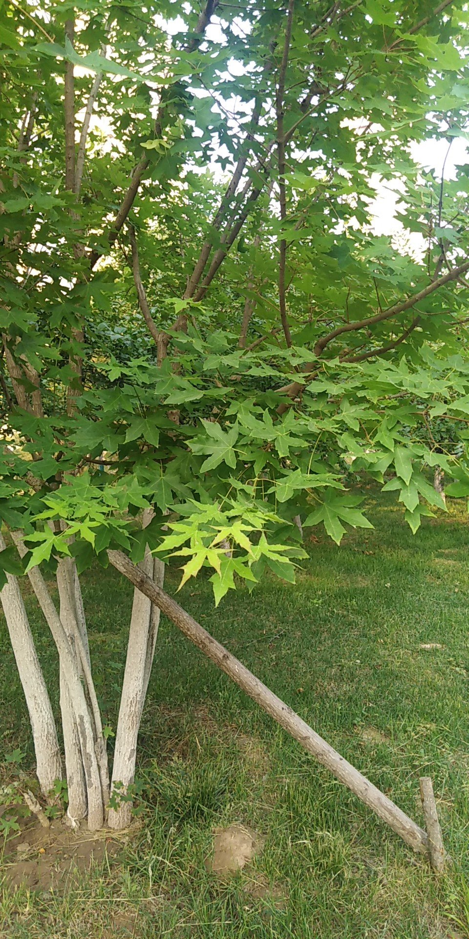 元宝槭(学名：Acer truncatum Bunge)，为无患子目、槭树科、槭属落叶乔木，又称元宝枫。高达8-10m，胸径80-180厘米。原产中国北方野生树种，多以次生林零散分布。树冠阔圆形，树皮灰黄色至灰色，有纵裂条纹，小枝对生光无毛，1年生枝淡赤褐色或绿色并带有绯红色，后呈灰色。单叶对生，掌状5裂，长5-10厘米，宽6-15厘米，全缘，先端渐尖，翅果。在辽宁东部山区分布甚广，生长于海拔400-1000米的疏林中。其树形优美，枝叶浓密，入秋后，颜色渐变红，红绿相映，甚为美观，是优良的园林绿化树种。