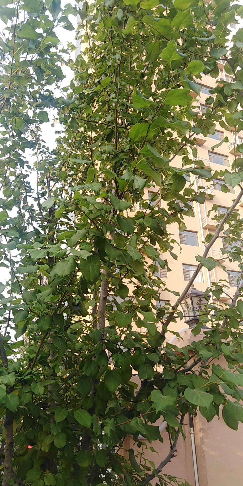 海棠花(学名：Malus spectabilis (Ait.)Borkh)：乔木，高可达8米；小枝粗壮，圆柱形，幼时具短柔毛，逐渐脱落，老时红褐色或紫褐色，无毛。叶片椭圆形至长椭圆形，长5-8厘米，宽2-3厘米，边缘有紧贴细锯齿，有时部分近于全缘，幼嫩时上下两面具稀疏短柔毛，以后脱落，老叶无毛。花序近伞形，有花4-6朵，花直径4-5厘米；萼筒外面无毛或有白色绒毛；萼片三角卵形，先端急尖，全缘；花瓣卵形，长2-2.5厘米，宽1.5-2厘米，基部有短爪，白色，在芽中呈粉红色。果实近球形，直径2厘米，黄色。果期8-9月。素有“国艳”之誉。是中国的特有植物。多生长在海拔50米至2000米的平原和山地，可以人工引种栽培。(概述图片参考资料来源：)