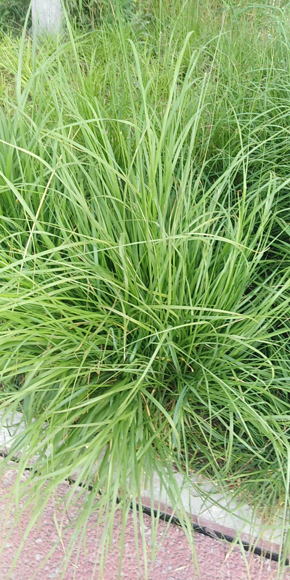沿阶草(学名：Ophiopogon bodinieri Levl.)百合科草本。根纤细，近末端处有时具小块根；地下走茎长，节上具膜质的鞘。茎很短。叶基生成丛，禾叶状，先端渐尖，边缘具细锯齿。花葶较叶稍短或几等长，总状花序长1-7厘米，具几朵至十几朵花；花常单生或2朵簇生于苞片腋内；苞片条形或披针形，稍带黄色，半透明，花梗长5-8毫米，关节位于中部；花被片卵状披针形、披针形或近矩圆形，白色或稍带紫色；花丝很短，花药狭披针形，常呈绿黄色；花柱细。种子近球形或椭圆形。花期6-8月，果期 8-10月。分布于中国的华东地区多地，生于海拔600-3400米的山坡、山谷潮湿处、沟边、灌木丛下或林下。沿阶草全株入药，味甘，可治疗伤津心烦、食欲不振、咯血等症。(概述图片参考质料来源：)