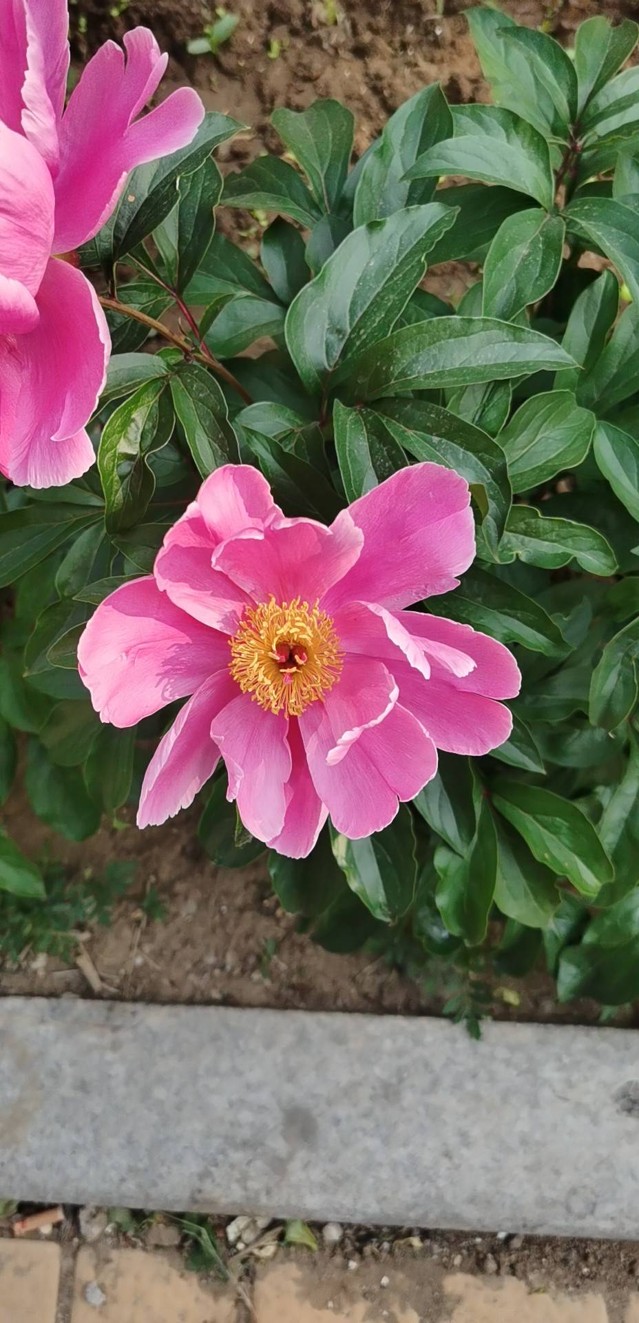 芍药(学名：Paeonia lactiflora Pall.)是毛茛科、芍药属的多年生草本植物。根粗壮，分枝黑褐色。茎高40-70厘米，无毛。下部茎生叶为二回三出复叶，上部茎生叶为三出复叶；小叶狭卵形，椭圆形或披针形。花数朵，生茎顶和叶腋，有时仅顶端一朵开放；苞片4-5，披针形，大小不等；萼片4，宽卵形或近圆形；花瓣9-13，倒卵形，花瓣各色，有时基部具深紫色斑块；花丝长0.7-1.2厘米，黄色。蓇葖长2.5-3厘米，直径1.2-1.5厘米，顶端具喙。花期5-6月；果期8月。分布于中国、朝鲜、日本、蒙古及俄罗斯(西伯利亚地区)；在中国分布于江苏、东北、华北、陕西及甘肃南部，四川、贵州、安徽、山东、浙江等省及各城市公园也有栽培。在中国东北生长于海拔480-700米的山坡草地及林下，在其它各省生长于海拔1000-2300米的山坡草地。芍药是既能药用，又能供观赏的经济植物之一。根药用，称“白芍”，能镇痛、镇痉、祛瘀、通经；种子含油量约25%，供制皂和涂料用。(概述图参考来源：)