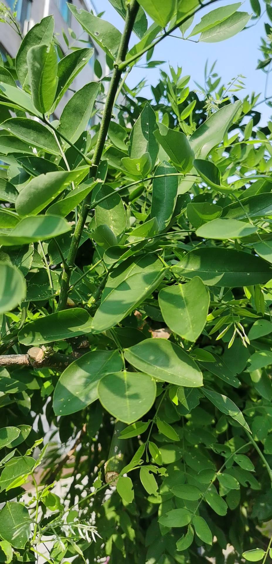黄檀(学名：Dalbergia hupeana Hance)蝶形花科，黄檀属乔木植物。树皮暗灰色，羽状复叶，圆锥花序、花冠淡紫色或白色，荚果长圆形或阔舌状，花果期5-10月。产于中国山东、江苏、安徽、浙江、江西、福建、湖北、湖南、广东、广西、四川、贵州、云南。垂直生长在海拔600-1400米，平原及山区均可生长。对生长环境要求不严，是园林应用优质树种；木材质结构细密，是优质负重力及拉力强的用具及器材制作材料。根皮可药用，具有清热解毒、止血消肿之功效。(概述图参考来源：中国自然标本馆)
