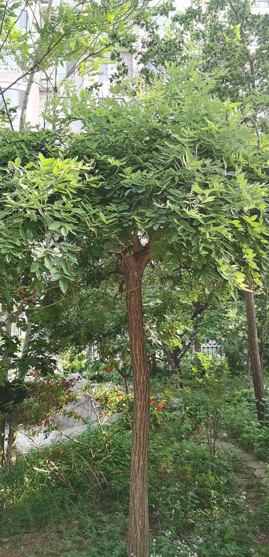 槐花皱缩而卷曲，花瓣多散落。完整者花萼钟状，黄绿色，先端5浅裂；花瓣5，黄色或黄白色，1片较大，近圆形，先端微凹，其余4片长圆形。雄蕊10，其中9个基部连合，花丝细长。雌蕊圆柱形，弯曲。体轻。气微，味微苦。
槐花（洋槐）为多生花，总状花序，蝶形花冠，盛开时成簇状，重叠悬垂。小花多皱缩而卷曲，花瓣多散落，完整者花萼钟状，黄绿色，先端5浅裂；花瓣5，以黄色或黄白色多见，也有其他颜色如紫红色（参见图片），通常1片较大，近圆形，先端微凹，其余4片长圆形；雄蕊10，其中9个基部联合，花丝细长；雌蕊圆柱形，弯曲。本词条主要介绍的是豆科植物槐的花，有关植物槐的介绍请参见词条槐，有关槐的花蕾的介绍请参见词条槐米，与槐相关的其他中药可参见槐实。
槐为落叶乔木，高8-20m。树皮灰棕色，具不规则纵裂，内皮鲜黄色，具臭味；嫩枝暗绿褐色，近光滑或有短细毛，皮孔明显。奇数现状复叶，互生，长15-25cm，叶轴有毛，基部膨大；小叶7-15，柄长约2mm，密生白色短柔毛；托叶镰刀状，早落；小叶片卵状长圆形，长2.5-7.5cm，宽1.5-3cm，先端渐尖具细突尖，基部宽楔形，全缘，上面绿色，微亮，背面优生白色短毛。圆锥花序顶生，长15-30cm；萼钟状，5浅裂；花冠蝶形，乳白色，旗瓣阔心形，有短爪，脉微紫，翼瓣和龙骨瓣均为长方形；雄蕊10，分离，不等长；于房筒状，有细长毛，花柱弯曲。荚果肉质，串珠状，长2.5-5cm，黄绿色，无毛，不开裂，种子间极细缩。种子1-6颗，肾形，深棕色。花期4-5月，果期10-11月。
