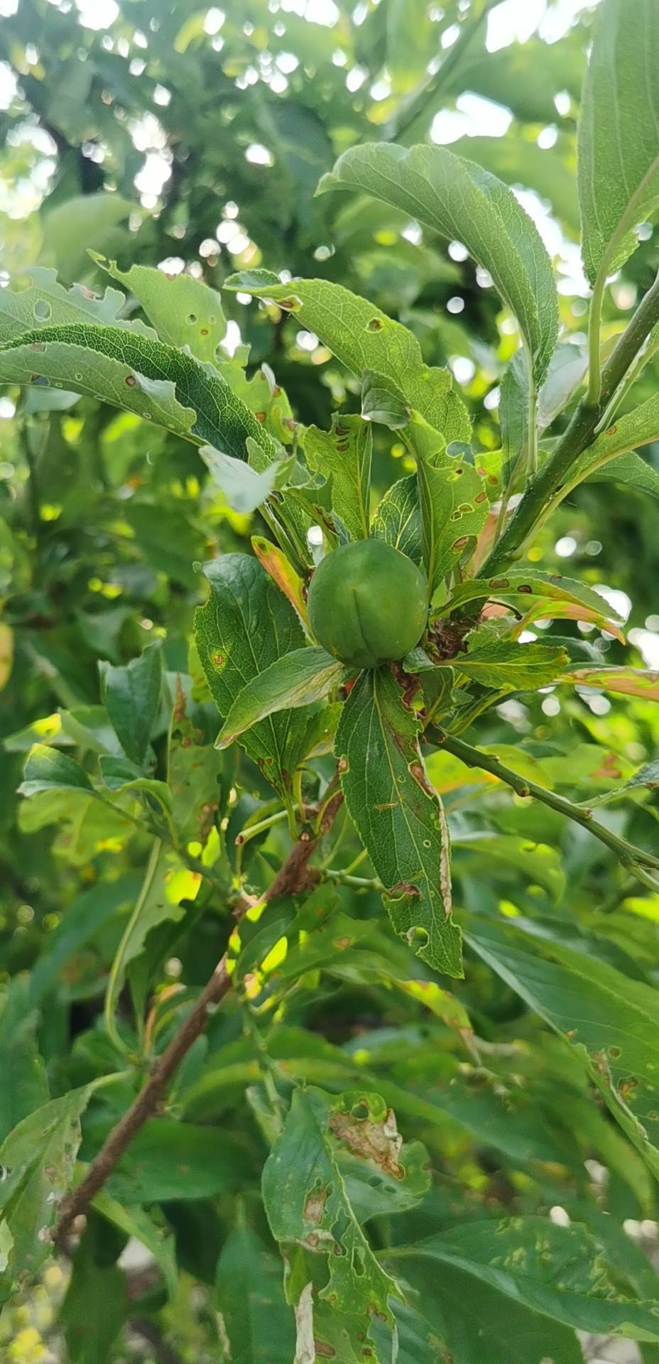 李(学名：Prunus salicina Lindl.)是蔷薇科、李属植物。落叶乔木，高9-12米；树冠广圆形，树皮灰褐色，起伏不平；老枝紫褐色或红褐色，无毛；小枝黄红色，无毛；叶片长圆倒卵形、长椭圆形，稀长圆卵形，长6-8(-12)厘米，宽3-5厘米，先端渐尖、急尖或短尾尖，基部楔形，边缘有圆钝重锯齿，常混有单锯齿；托叶膜质，线形；叶柄长1-2厘米，通常无毛；花通常3朵并生；花梗1-2厘米，通常无毛；花直径1.5-2.2厘米；萼筒钟状；核果球形、卵球形或近圆锥形，直径3.5-5厘米，栽培品种可达7厘米；核卵圆形或长圆形，有皱纹。花期4月，果期7-8月李分布于中国陕西、甘肃、四川、云南、贵州、湖南、湖北、江苏、浙江、江西、福建、广东、广西和台湾；世界各地均有栽培。生于海拔400-2600米的山坡灌丛中、山谷疏林中或水边、沟底、路旁等处。李树枝广展，红褐色而光滑，叶自春至秋呈红色，花小，白或粉红色，是良好的观叶园林植物；味甘、酸，性平，归肝、肾经，具有清热，生津之功效，可用于虚劳骨蒸，消渴；作为水果，李也是温带重要果树之一。(概述图参考资料：)