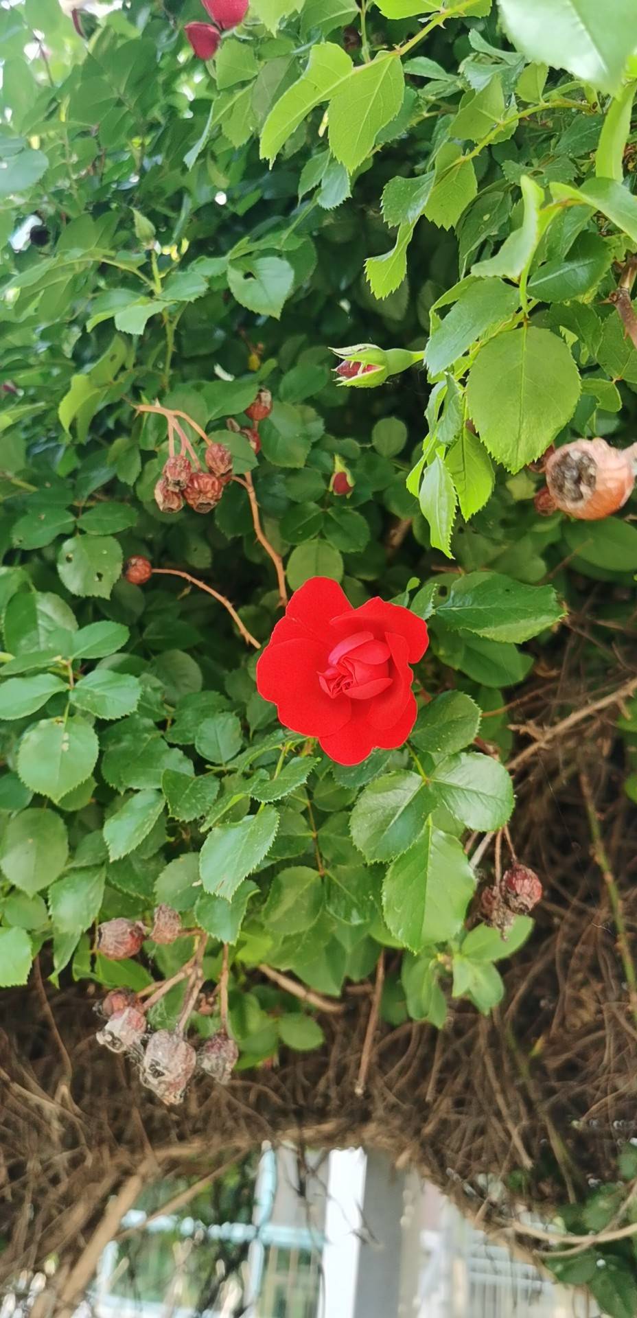 月季花(学名：Rosa chinensis Jacq.)：被称为花中皇后，又称“月月红”，是常绿、半常绿低矮灌木，四季开花﹐一般为红色﹐或粉色、偶有白色和黄色﹐可作为观赏植物，也可作为药用植物，亦称月季。有三个自然变种，现代月季花型多样，有单瓣和重瓣，还有高心卷边等优美花型；其色彩艳丽、丰富，不仅有红、粉、黄、白等单色，还有混色、银边等品种；多数品种有芳香。月季的品种繁多，世界上已有近万种，中国也有千种以上。自然花期4月-9月，花成大型，由内向外，呈发散型，有浓郁香气，可广泛用于园艺栽培和切花。月季的适应性强，耐寒、抗旱，不论地栽、盆栽均可，适用于美化庭院、装点园林、布置花坛、配植花篱、花架，月季栽培容易，可作切花，用于做花束和各种花篮，月季花朵可提取香精，并可入药。也有较好的抗真菌及协同抗耐药真菌活性。红色切花更成为情人间必送的礼物之一，并成为爱情诗歌的主题。中国是月季的原产地之一。月季花荣秀美，姿色多样，四时常开，深受人们的喜爱，中国有52个城市将它选为市花，1985年5月月季被评为中国十大名花第五名。(概述图片参考资料来源：)