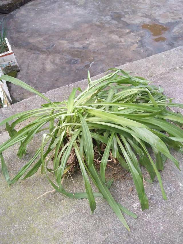 根壮茎短，根稍肥厚。叶剑形，长10-30厘米，宽1-2厘米，向两端稍变狭。
吊兰为宿根草本，叶基生，条形至条状披针形，狭长，柔韧似兰，吊兰的最大特点在于成熟的植株会不时走出走茎，走茎长30-60厘米，先端均会长出小植株花葶比叶长，有时长可达50厘米，常变为匍枝而在近顶部具叶簇或幼小植株。
花白色，常2-4朵簇生，排成疏散的总状花序或圆锥花序；花梗长7-12毫米，关节位于中部至上部；花被片长7-10毫米，3脉；雄蕊稍短于花被片；花药矩圆形，长1-1.5毫米，明显短于花丝，开裂后常卷曲。
蒴果三棱状扁球形，长约5毫米，宽约8毫米，每室具种子3-5颗。花期5月，果期8月。
