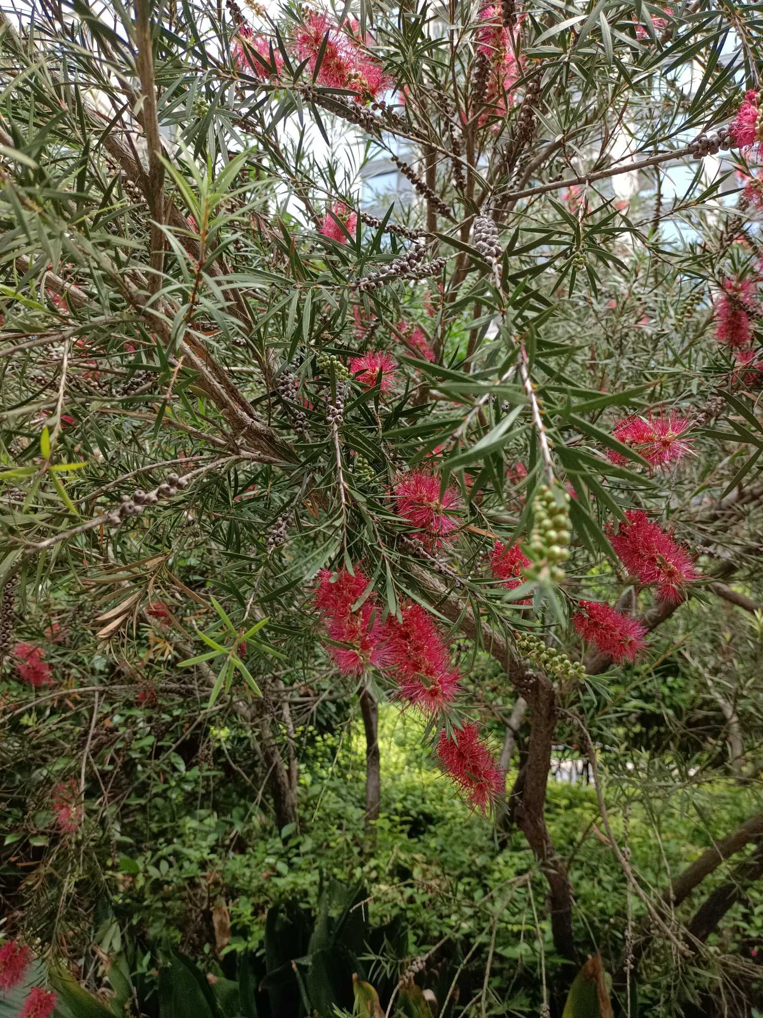 垂枝红千层(学名：Callistemon viminalis (Sol.ex Gaertn.) G.Don)是桃金娘科红千层属植物，常绿灌木或小乔木，高可达6米；树皮暗灰色，不易剥离；幼枝和幼叶有白色柔毛。叶互生，条形，长3-8厘米，宽2-5毫米。穗状花序，有多数密生的花；花期长，较集中于舂末夏初，花红色，无梗；萼筒钟形；子房下位，蒴果顶端开裂，半球形，直径达7毫米。花期3-5月及10月，果熟期8月及12月。原产澳大利亚，属热带树种。引进中国后，在多个地区都有栽种。喜光树种，性喜温暖湿润气候，耐-5℃低温和45℃高温，生长适温为25℃左右。对水分要求不严，但在湿润的条件下生长较快。能耐烈日酷暑，不耐严寒，喜肥沃、酸性土壤，也耐瘠薄。垂枝红千层株形飒爽美观，花开珍奇美艳，花期长(春至秋季)，花数多，每年春末夏初，火树红花，满枝吐焰，盛开时千百枝雄蕊组成一支支艳红的瓶刷子，甚为奇特。适合庭院美化，为庭院美化树、行道树、风景树，还可作防风林、切花或大型盆栽，并可修剪整枝成盆景。由于极耐旱耐瘠薄，也可在城镇近郊荒山或森林公园等处栽培。可用于沿路、沿江河生态景观建设。(概述图参考来源：)