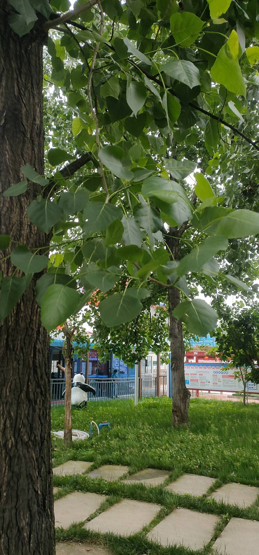 杨树(拉丁语学名：PopulusL.)是杨属的植物，全属有约100多种，全世界约62种(包括6杂交种)，其中分布中国的有57种，引入栽培的约4种，此外还有很多变种、变型和引种的品系。杨树(Populus)分类系统又共分为五大派：青杨派(Tacamahaca)、白杨派(Leuce)、黑杨派(Aigeiros)、胡杨派(Turanga)、大叶杨派(Leucoides)。树干通常端直；树皮光滑或纵裂，常为灰白色。主要分布于华中、华北、西北、东北等广阔地区。
