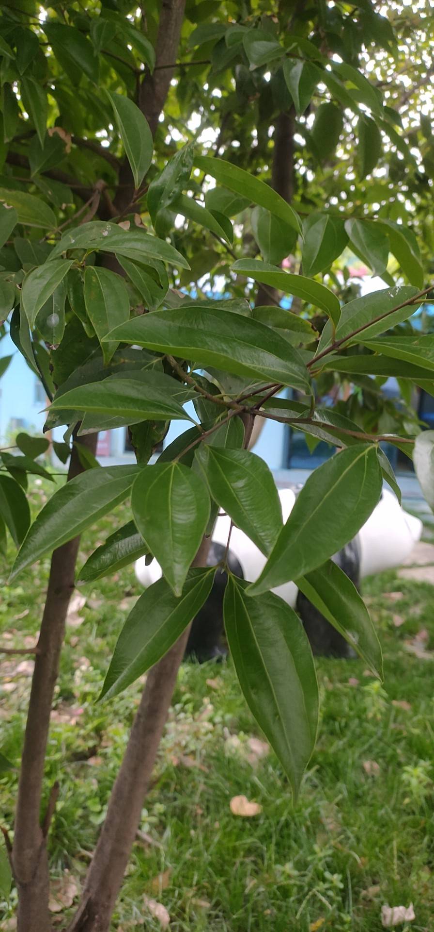 天竺桂(学名：Cinnamomum japonicum Sieb.)是樟科樟属植物，常绿乔木，高10-15米，胸径30-35厘米。枝条细弱，圆柱形，极无毛，红色或红褐色，具香气。叶近对生或在枝条上部者互生，卵圆状长圆形至长圆状披针形，长7-10厘米，宽3-3.5厘米。圆锥花序腋生，长3-4.5(10)厘米，总梗长1.5-3厘米，与长5-7毫米的花梗均无毛，末端为3-5花的聚伞花序，花序无毛。花长约4.5毫米。花被筒倒锥形，短小，长1.5毫米，花被裂片6，卵圆形，长约3毫米，宽约2毫米，先端锐尖，外面无毛，内面被柔毛。分布于朝鲜、日本和中国；在中国分布于江苏、浙江、安徽、江西、福建及台湾。生于海拔300-1000米或以下的低山或近海的常绿阔叶林中。枝叶及树皮可提取芳香油，供制各种香精及香料的原料。果核含脂肪，供制肥皂及润滑油。木材坚硬而耐久，耐水湿，可供建筑、造船、桥梁、车辆及家具等用。(概述图参考来源：)