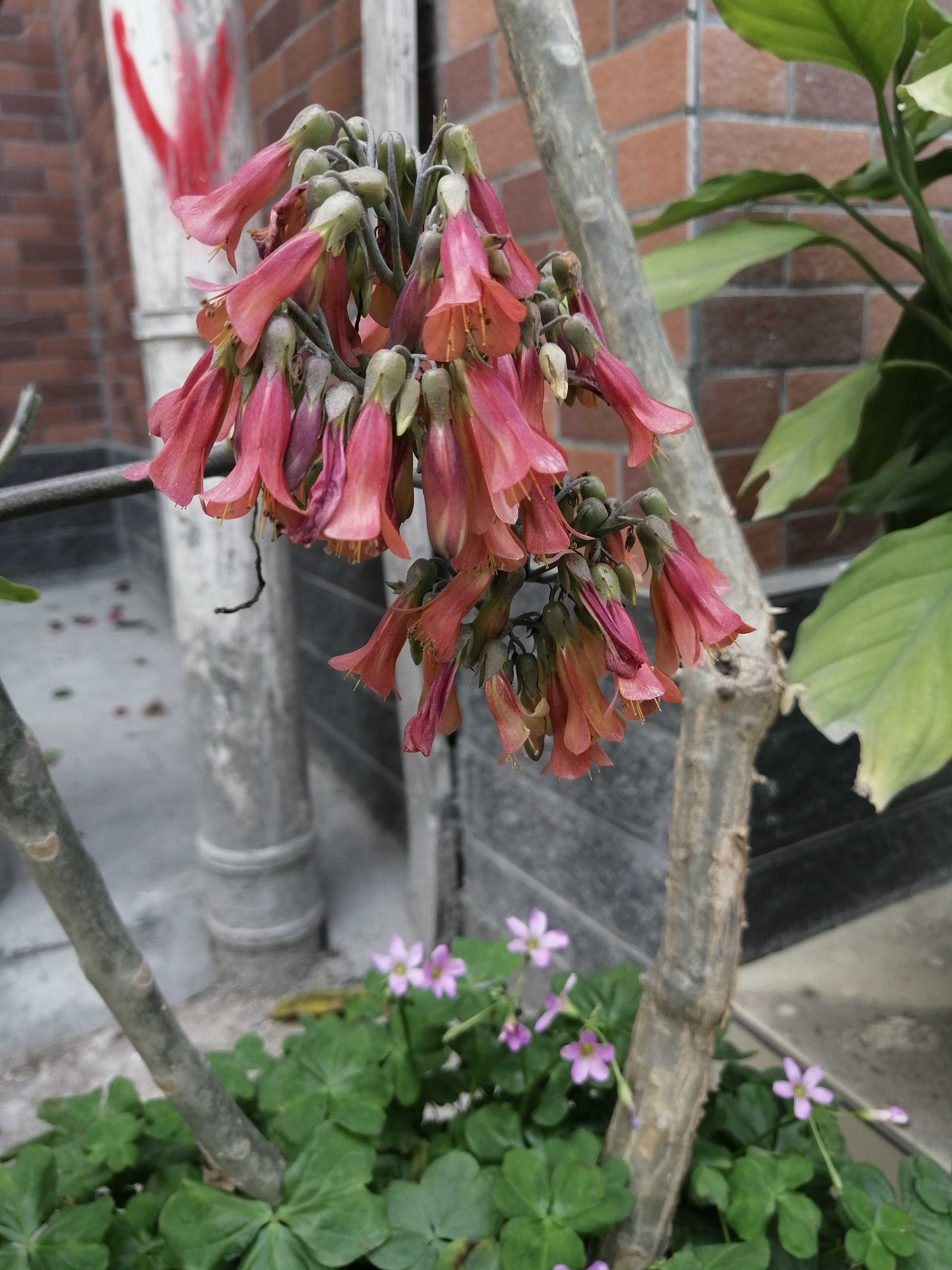 棒叶落地生根(学名：Kalanchoe delagoensis Eckl.& Zeyh.)是景天科、落地生根属植物。茎直立、粉褐色。叶圆棒形，上表面有沟、粉色，有红褐斑。叶片交互对生，交叉排列成十字形。叶端锯齿上长有很小的幼株、落地后即可生根成活。原产非洲马达加斯加。生长适温20-28℃。喜疏松的沙质壤土。喜干燥。棒叶落地生根适于小型盆栽，供室内观赏，颇具情趣，是一种具有较高开发前景的观赏植物。(概述图参考来源：)