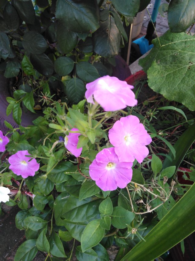 碧冬茄(学名：Petunia hybrida Vilm.)是茄科，碧冬茄属一年生草本植物，高可达60厘米，叶片卵形，顶端急尖，侧脉不显著，花单生于叶腋，裂片条形，顶端钝，果时宿存；花冠白色或紫堇色，有各式条纹，漏斗状，花柱稍超过雄蕊。蒴果圆锥状，种子极小，近球形，褐色。该种在世界各国花园中普遍栽培。中国南北城市公园中普遍栽培观赏。栽培管理比较容易，对水肥和土壤的要求不高，花期长，开花多，花色艳丽，观赏效果极佳。(概述图参考来源：中国自然标本馆)