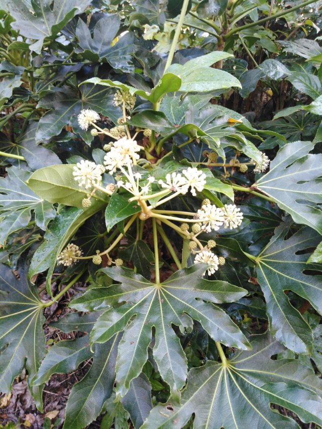 八角金盘(学名：Fatsia japonica (Thunb.)Decne.et Planch)乃指其掌状的叶片，裂叶约8片，看似有8个角而名。它叶丛四季油光青翠，叶片像一只只绿色的手掌。其性耐荫，在园林中常种植于假山边上或大树旁边，还能作为观叶植物用于室内，厅堂及会场陈设。(概述图参考来源：)