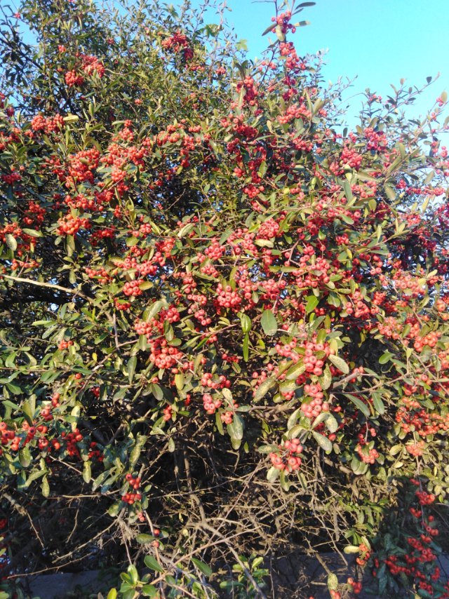 火棘(Pyracantha fortuneana (Maxim.) Li)，常绿灌木或小乔木，高可达3m，通常采用播种、扦插和压条法繁殖。 火棘树形优美，夏有繁花，秋有红果，果实存留枝头甚久，在庭院中做绿篱以及园林造景材料，在路边可以用作绿篱，美化、绿化环境。具有良好的滤尘效果，对二氧化硫有很强吸收和抵抗能力。以果实、根、叶入药，性平，味甘、酸，叶能清热解毒，外敷治疮疡肿毒，是一种极好的春季看花、冬季观果植物。