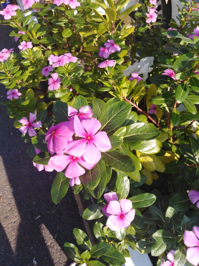 长春花，学名：Catharanthus roseus (L.)G.Don，为夹竹桃科、长春花属一种植物。别名金盏草、四时春、日日新、三万花。台湾育种出多个品种，育种以花朵越大为趋势。中草药用途上，全草入药可止痛、消炎、安眠、通便及利尿等。亦有医者配伍入治疗癌症的复方，作为药材中的一味，可能是考量到它所具有的抗肿瘤成分。全株具毒性需斟酌注意。误食后，会造成白血球减少、血小板减少、肌肉无力、四肢麻痹等症状。其乳汁中所含生物碱，如长春花碱和长春新碱(vincristine)，被提炼出来作为多种癌症如白血病、哈杰金氏症所用的化学治疗药物。