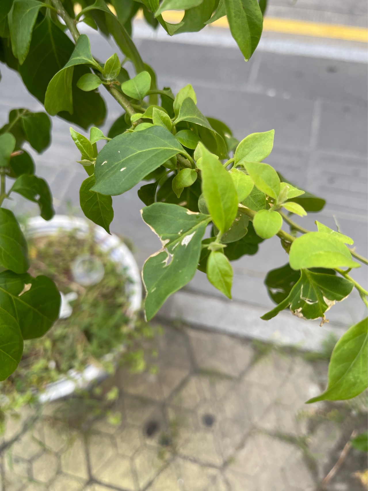 藤状灌木。枝、叶密生柔毛；刺腋生、下弯。叶片椭圆形或卵形，基部圆形，有柄。花序腋生或顶生；苞片椭圆状卵形，基部圆形至心形，长2.5-6.5厘米，宽1.5-4厘米，暗红色或淡紫红色；花被管狭筒形，长1.6-2.4厘米，绿色，密被柔毛，顶端5-6裂，裂片开展，黄色，长3.5-5毫米；雄蕊通常8；子房具柄。果实长1-1.5厘米，密生毛。花期冬春间。

