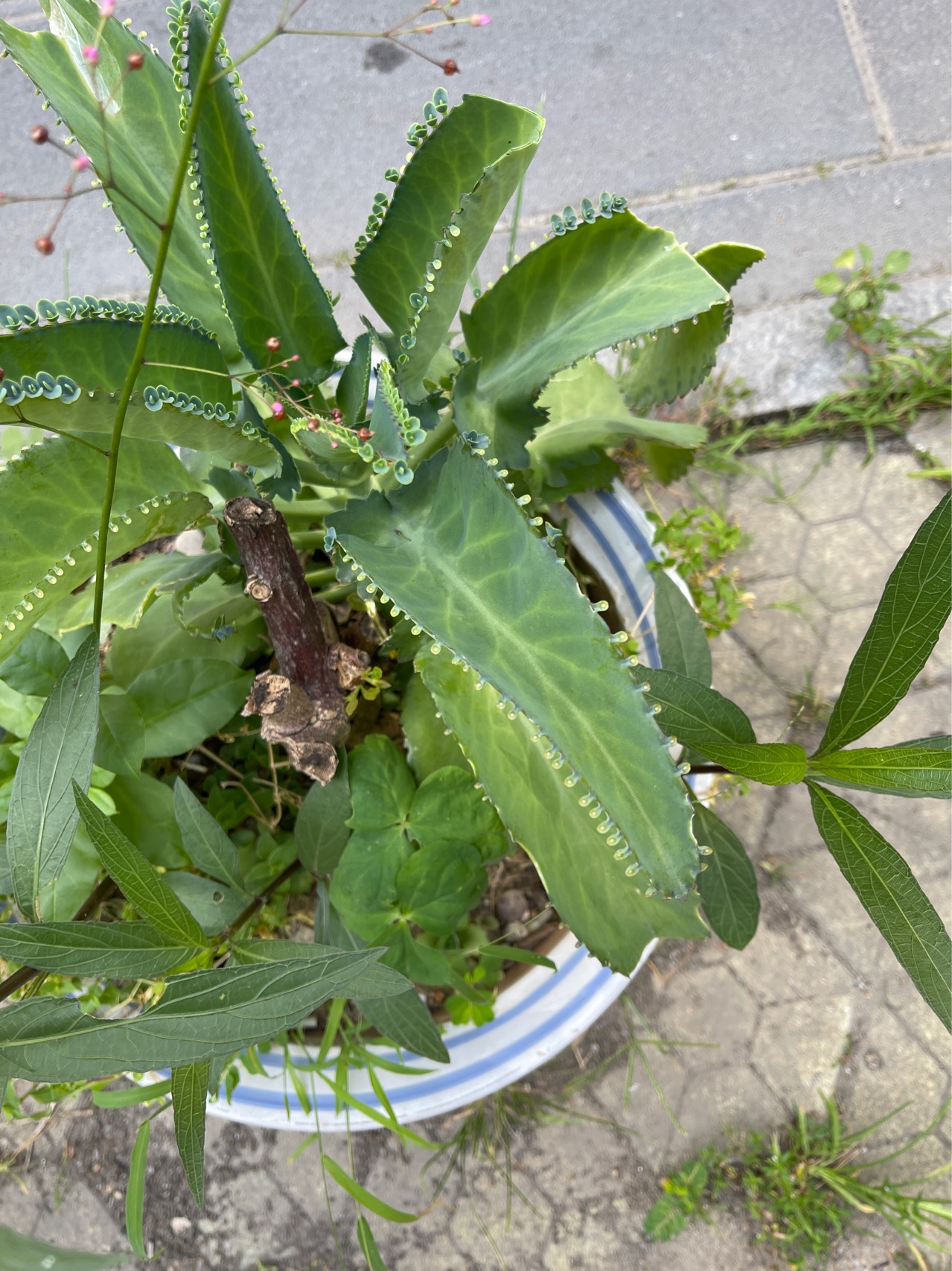 落地生根(学名：Bryophyllum pinnatum (Lam.) Oken)：多年生草本，高40-150厘米；茎有分枝。羽状复叶，长10-30厘米，小叶长圆形至椭圆形，长6-8厘米，宽3-5厘米，先端钝，边缘有圆齿，圆齿底部容易生芽，芽长大后落地即成一新植物。圆锥花序顶生，长10-40厘米；花下垂，花冠高脚碟形，长达5厘米，基部稍膨大，向上成管状，裂片4，卵状披针形，淡红色或紫红色。蓇葖包在花萼及花冠内；种子小，有条纹。花期1-3月。原产非洲。中国各地栽培，有逸为野生的。全草入药，可解毒消肿，活血止痛，拔毒生肌。栽培作观赏用。常用叶插繁殖。温暖季节将成熟叶片采下，平铺在湿砂上，数日即可在叶缘缺处生根成活长出小植物，长出后即可割取移入小盆内。(概述图片参考资料来源：)