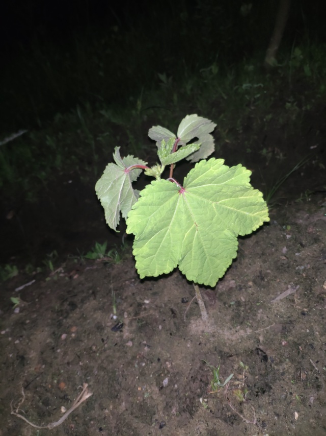 冬葵(学名：Malva verticillata var.crispa)，锦葵科锦葵属植物。一年生草本，高1米。叶圆形，常5-7裂或角裂，裂片三角状圆形；叶柄瘦弱，长4-7厘米，疏被柔毛。花小，白色；小苞片3，披针形；萼浅杯状，5裂；花瓣5，较萼片略长。果扁球形；种子肾形，暗黑色。花期6-9月。冬葵幼苗或嫩茎叶可供食用，营养丰富。其叶圆，边缘折皱曲旋，可供园林观赏之用。冬葵性味甘寒，具有清热、舒水、滑肠的功效。全株可入药，有利尿、催乳、润肠、通便的功效。冬葵喜冷凉湿润气候，不耐高温和严寒，植株生长适温为15℃-20℃。产自中国湖南、四川、贵州、云南、江西、甘肃等省，其余省份也偶见栽培。(概述图参考资料来源)