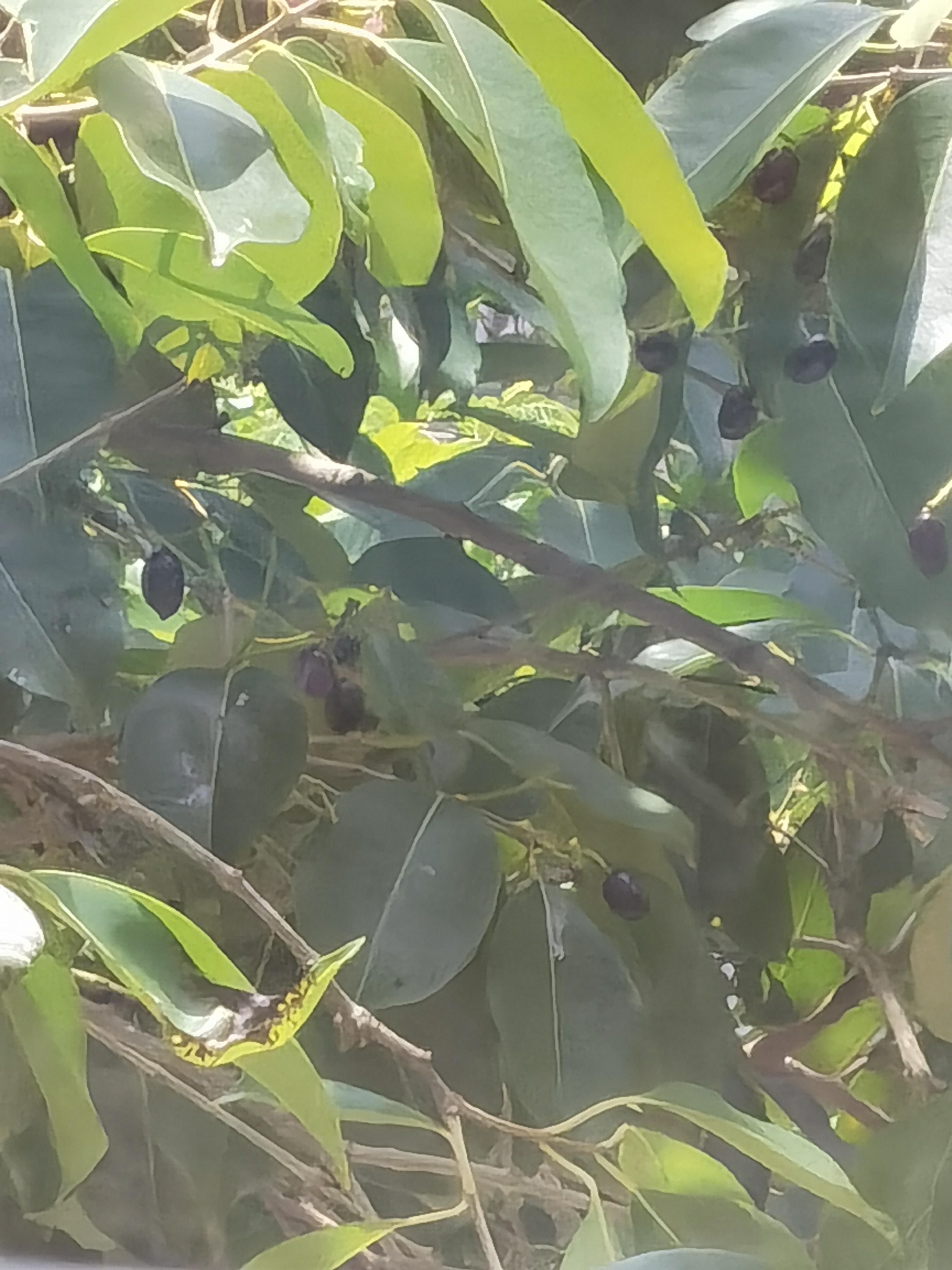女贞(学名：Ligustrum lucidum)为木犀科女贞属常绿灌木或乔木，高可达25米；树皮灰褐色。枝黄褐色、灰色或紫红色，圆柱形，疏生圆形或长圆形皮孔。女贞为亚热带树种，枝叶茂密，树形整齐，是常用观赏树种，可于庭院孤植或丛植、行道树、绿篱等。女贞原产于中国，广泛分布于长江流域及以南地区，华北、西北地区也有栽培，能耐-10℃左右低温，是园林绿化中应用较多的乡土树种。主要分布江浙、江西、安徽、山东、川贵、两湖、两广、福建等地。采用播种、扦插、压条法繁殖。叶可蒸馏提取冬青油，用于甜食和牙膏等的添加剂。成熟果实晒干为中药女贞子，性凉，味甘苦、可明目、乌发、补肝肾。