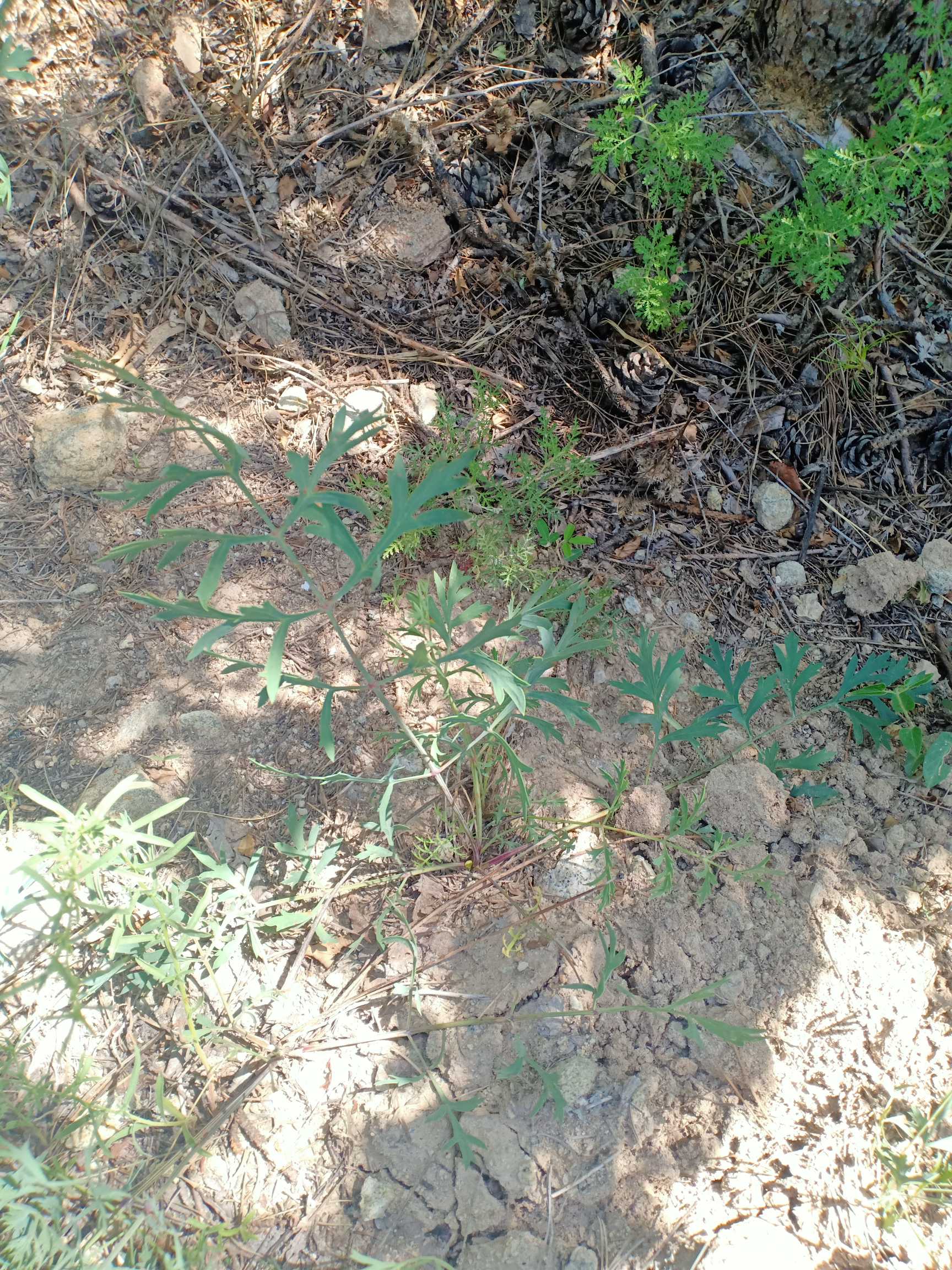多年生草本，高30-80厘米。根粗壮，细长圆柱形，分歧，淡黄棕色。根头处被有纤维状叶残基及明显的环纹。茎单生，自基部分枝较多，斜上升，与主茎近于等长，有细棱，基生叶丛生，有扁长的叶柄，基部有宽叶鞘。叶片卵形或长圆形，长14-35厘米，宽6-8（-18）厘米，二回或近于三回羽状分裂，第一回裂片卵形或长圆形，有柄，长5-8厘米，第二回裂片下部具短柄，末回裂片狭楔形，长2.5-5厘米，宽1-2.5厘米。
茎生叶与基生叶相似，但较小，顶生叶简化，有宽叶鞘。复伞形花序多数，生于茎和分枝，顶端花序梗长2-5厘米；伞辐5-7，长3-5厘米，无毛；小伞形花序有花4-10；无总苞片；小总苞片4-6，线形或披针形，先端长，长约3毫米，萼齿短三角形；花瓣倒卵形，白色，长约1.5毫米，无毛，先端微凹，具内折小舌片。双悬果狭圆形或椭圆形，长4-5毫米，宽2-3毫米，幼时有疣状突起，成熟时渐平滑；每棱槽内通常有油管1，合生面油管2；胚乳腹面平坦。花期8-9月，果期9-10月。
