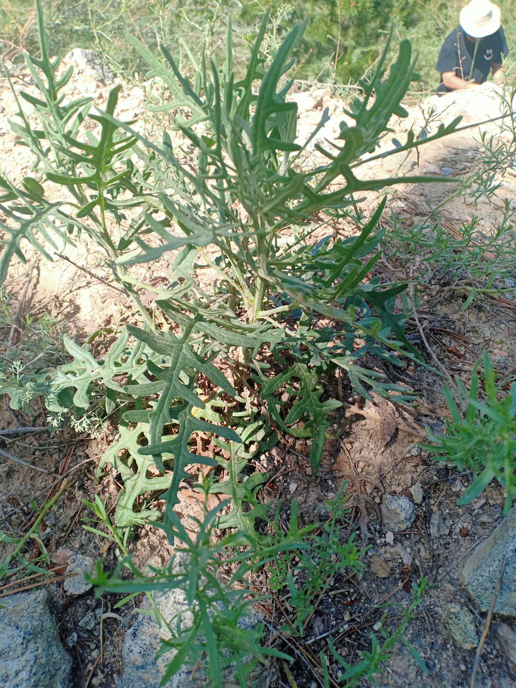 风毛菊(学名：Saussurea japonica (Thunb.) DC.)：为菊科、风毛菊属植物。茎直立，粗壮，具纵棱，疏被细毛和腺毛。基生叶具长柄，叶片长椭圆形，通常羽状深裂，顶生裂片长椭圆状披针形，狭长椭圆形，两面均被细毛和腺毛；茎生叶由下自上渐小，椭圆形或线状披针形，羽状分裂或全缘，基部有时下延成翅状。头状花序密集成伞房状；总苞筒状，外被蛛丝状毛，总苞片外层较短小，顶端圆钝，中层和内层线形，顶端具膜质圆形的附片，背面和顶端通常紫红色；花管状，紫红色，顶端5裂。瘦果长椭圆形，外层较短，糙毛状，内层羽毛状。花期6-8月。生长于海拔200-2800米的山坡、山谷、林下、荒坡、水旁、田中。分布于中国(辽、蒙、冀、晋、鲁、豫、陕、甘、青、皖、浙、赣、湘、川、黔、鄂、闽、粤、滇、藏、北京等)与朝鲜、日本等。(概述图片参考资料来源：)