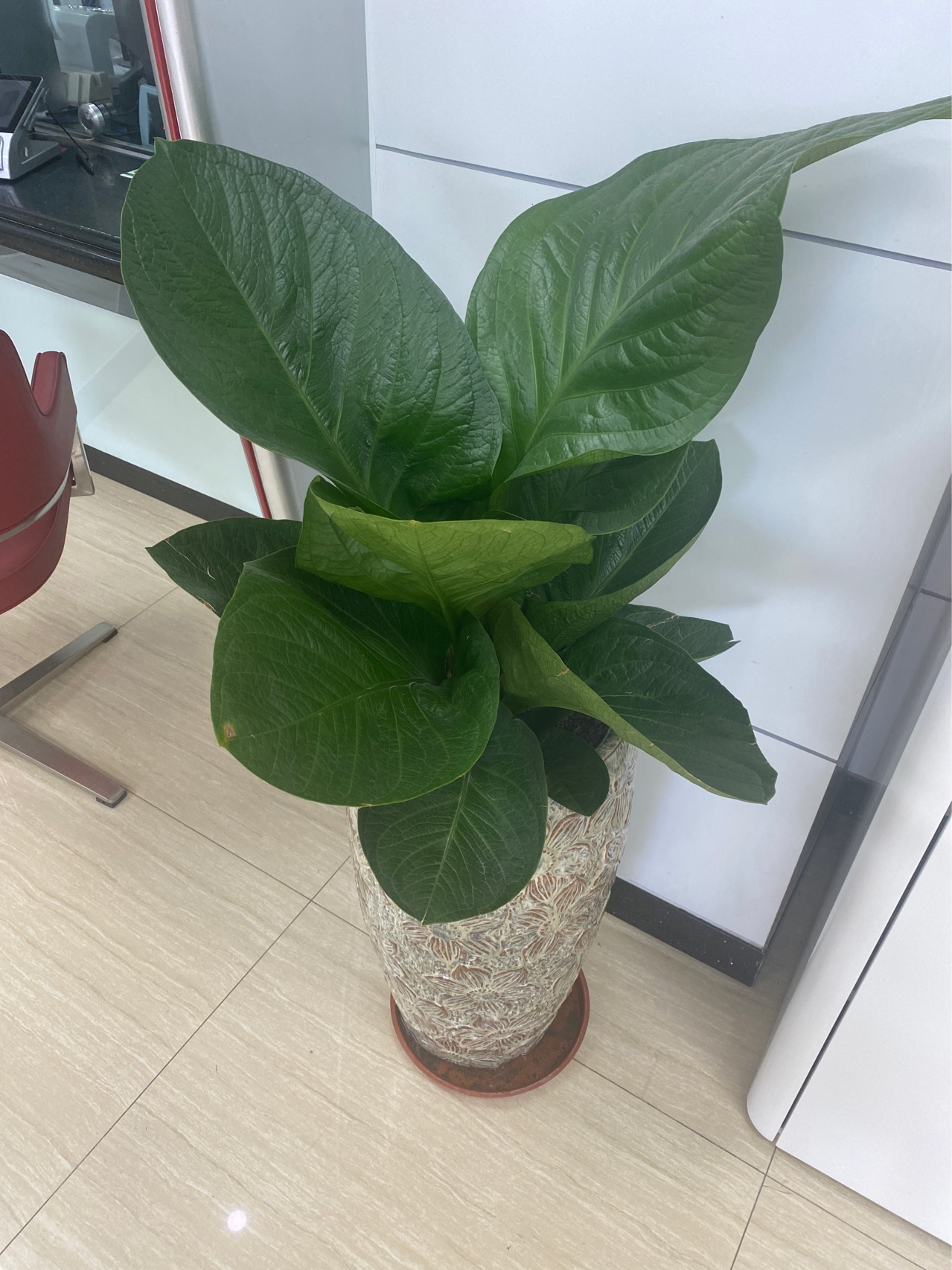 高大藤本，茎攀援，节间具纵槽；多分枝，枝悬垂。幼枝鞭状，细长，粗3-4毫米，节间长15-20厘米。
叶柄长8-10厘米，两侧具鞘达顶部；鞘革质，宿存，下部每侧宽近1厘米，向上渐狭；下部叶片大，长5-10厘米，上部的长6-8厘米，纸质，宽卵形，短渐尖，基部心形，宽6.5厘米。成熟枝上叶柄粗壮，长30-40厘米，基部稍扩大，上部关节长2.5-3厘米、稍肥厚，腹面具宽槽。
叶鞘长，叶片薄革质，翠绿色，通常（特别是叶面）有多数不规则的纯黄色斑块，全缘，不等侧的卵形或卵状长圆形，先端短渐尖，基部深心形，长32-45厘米，宽24-36厘米，I级侧脉8-9对，稍粗，两面略隆起，与强劲的中肋成70°-80°（-90度）锐角，其间II级侧脉较纤细，细脉微弱，与I、II级侧脉网结。
