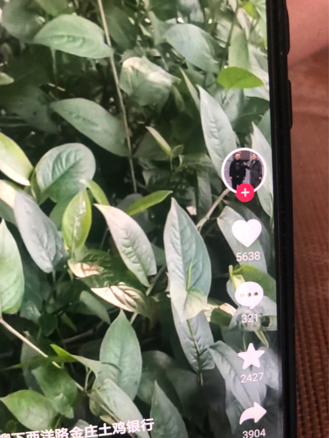 花烛(Anthurium andraeanum Linden)：是单子叶植物纲天南星科花烛属多年生常绿草本植物。茎节短；叶自基部生出，绿色，革质，全缘，长圆状心形或卵心形。叶柄细长，佛焰苞平出，革质并有蜡质光泽，橙红色或猩红色；肉穗花序黄色，可常年开花不断。花烛原产于哥斯达黎加、哥伦比亚等热带雨林区。常附生在树上，有时附生在岩石上或直接生长在地上，性喜温暖、潮湿、半阴的环境，忌阳光直射。花烛花姿奇特美妍。花期持久，适合盆栽、切花或庭园荫蔽处丛植美化。(概述图片来源：)