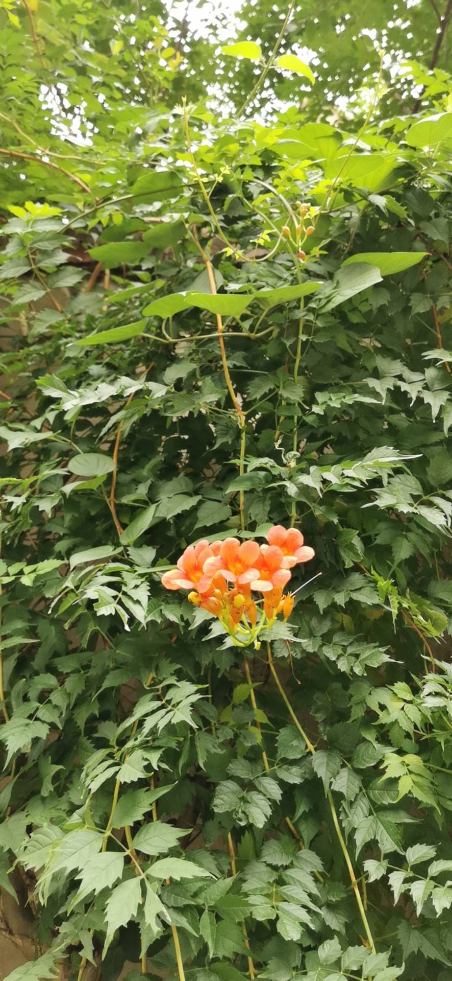 凌霄(学名：Campsis grandiflora (Thunb.) Schum.)是紫葳科、凌霄属攀援藤本植物。茎木质，表皮脱落，枯褐色，以气生根攀附于它物之上；叶对生，为奇数羽状复叶；小叶7-9枚，卵形至卵状披针形，侧脉6-7对，两面无毛，边缘有粗锯齿；叶轴长4-13厘米；小叶柄长5(-10)毫米；顶生疏散的短圆锥花序，花序轴长15-20厘米；花萼钟状，长3厘米；花冠内面鲜红色，外面橙黄色，长约5厘米，裂片半圆形；雄蕊着生于花冠筒近基部；花柱线形，长约3厘米；蒴果细长如豆荚，先端钝，每果含种子数粒。花期5-8月。分布于中国、日本；越南、印度、巴基斯坦有栽培。生性强健，性喜温暖；有一定的耐寒能力；生长喜阳光充足，但也较耐阴；在盐碱瘠薄的土壤中也能正常生长，但生长以深厚肥沃，排水良好的微酸性土壤为好。可供观赏及药用，花为通经利尿药，可根治跌打损伤等症。(概述图参考资料：)