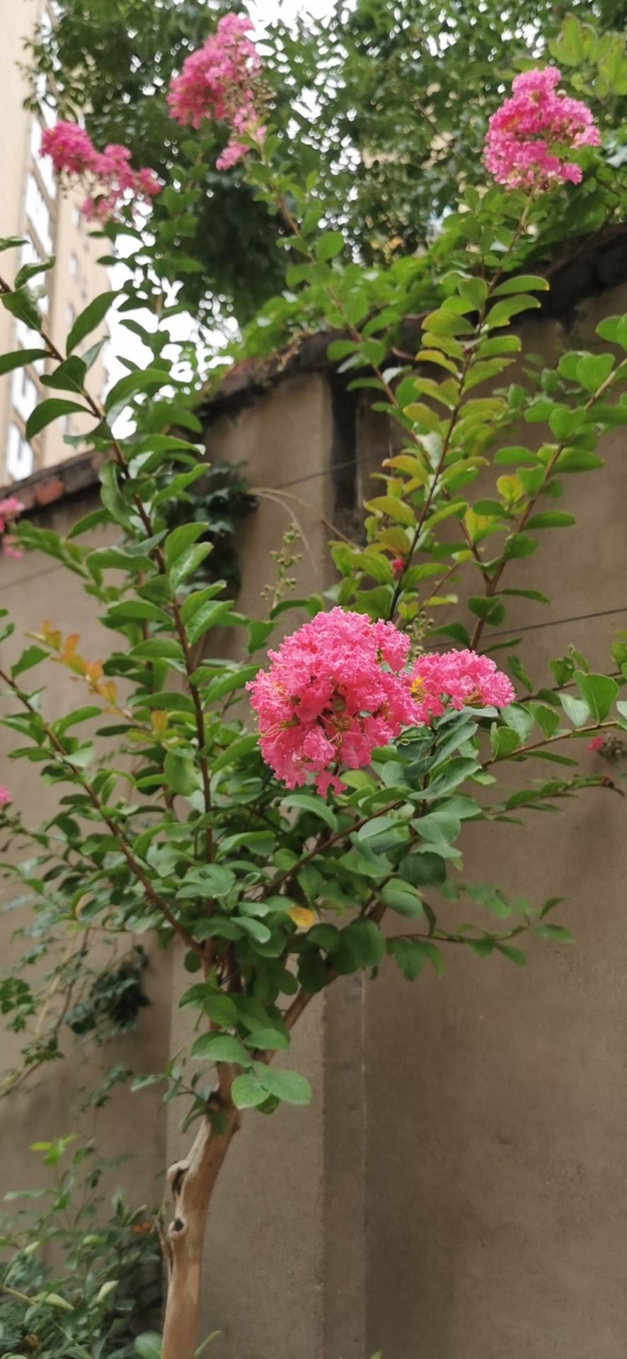 紫薇(学名：Lagerstroemia indica L.)是千屈菜科、紫薇属植物。落叶灌木或小乔木。紫薇高可达7米，枝干多扭曲、小枝纤细，树皮平滑、灰色或灰褐色；叶互生或有时对生，纸质，椭圆形、阔矩圆形或倒卵形，幼时绿色至黄色，成熟时或干燥时呈紫黑色，室背开裂；种子有翅，长约8毫米；花期6-9月，果期9-12月。原产亚洲，广植于热带地区。中国广东、广西、湖南、福建、江西、浙江、江苏、湖北、河南、河北、山东、安徽、陕西、四川、云南、贵州及吉林均有生长或栽培；半阴生，喜生于肥沃湿润的土壤上，也能耐旱，不论钙质土或酸性土都生长良好。紫薇树姿优美，树干光滑洁净，花色艳丽；开花时正当夏秋少花季节，花期长，故有“百日红”之称，又有“盛夏绿遮眼，此花红满堂”的赞语，是观花、观干、观根的盆景良材；根、皮、叶、花皆可入药。(概述图参考来源：)