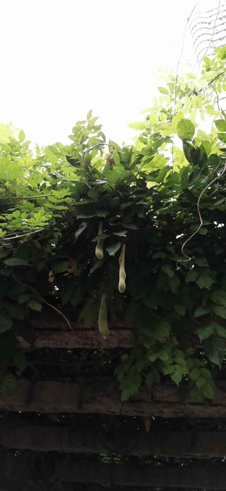 紫藤(学名：Wisteria sinensis (Sims)Sweet)是豆科、紫藤属植物。落叶藤本。茎左旋，枝较粗壮，嫩枝被白色柔毛，后秃净；冬芽卵形。奇数羽状复叶长15-25厘米；托叶线形，早落；小叶3-6对，纸质，卵状椭圆形至卵状披针形。总状花序发自种植一年短枝的腋芽或顶芽，长15-30厘米，径8-10厘米，花序轴被白色柔毛；苞片披针形，早落；花长2-2.5厘米。荚果倒披针形，长10-15厘米，宽1.5-2厘米，密被绒毛，悬垂枝上不脱落，有种子1-3粒；种子褐色，具光泽，圆形，宽1.5厘米，扁平。花期4月中旬至5月上旬，果期5-8月。分布于中国河北以南黄河长江流域及陕西、河南、广西、贵州、云南、北京。生于海拔500-1000米间的山谷沟坡、山坡灌丛中。紫藤花可提炼芳香油，并有解毒、止吐止泻等功效。紫藤皮则有杀虫、止痛、祛风通络等作用；也可食用。同时也可做绿化观赏植物。(概述图参考来源：)