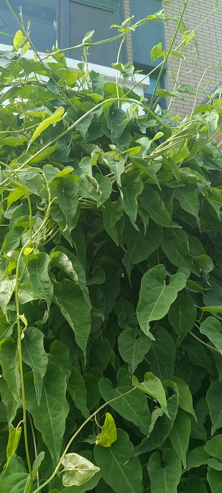何首乌为多年生植物。块根肥厚，长椭圆形，黑褐色。茎缠绕，长2-4米，多分枝，具纵棱，无毛，微粗糙，下部木质化。
叶：卵形或长卵形，长3-7厘米，宽2-5厘米，顶端渐尖，基部心形或近心形，两面粗糙，边缘全缘；叶柄长1.5-3厘米；托叶鞘膜质，偏斜，无毛，长3-5毫米。
花：花序圆锥状，顶生或腋生，长10-20厘米，分枝开展，具细纵棱，沿棱密被小突起；苞片三角状卵形，具小突起，顶端尖，每苞内具2-4花；花梗细弱，长2-3毫米，下部具关节，果时延长；花被5，深裂，白色或淡绿色，花被片椭圆形，大小不相等，外面3片较大背部具翅，果时增大，花被果时外形近圆形，直径6-7毫米；雄蕊8，花丝下部较宽；花柱3，极短，柱头头状。
果：瘦果卵形，具3棱，长2.5-3毫米，黑褐色，有光泽，包于宿存花被内。花期8-9月，果期9-10月。
