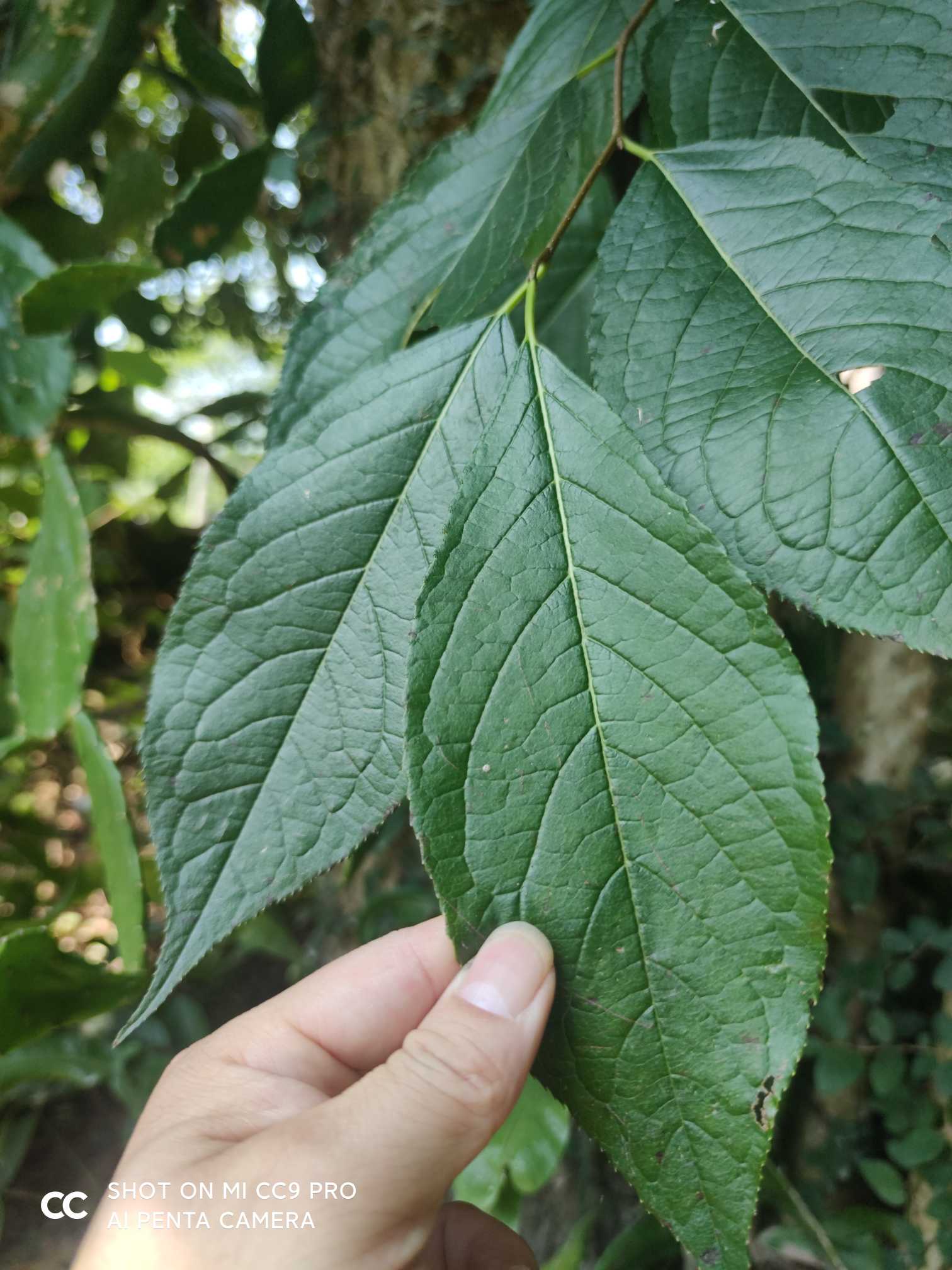 杜仲(学名Eucommia ulmoides Oliver)，又名胶木，为杜仲科杜仲属植物。树高可达20米，胸径约50厘米。