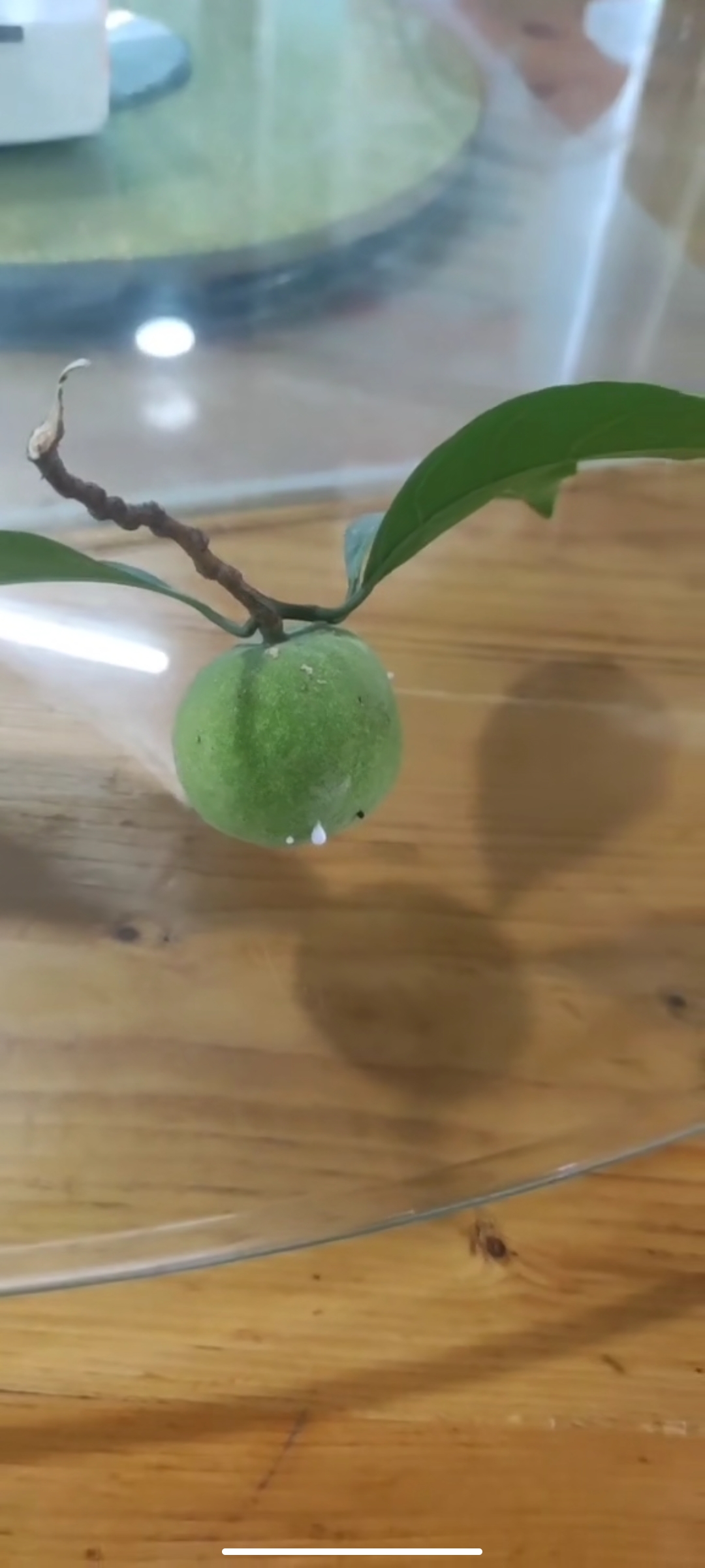 乔木，高可达17米，主干通直；树皮黑褐色，纵裂，叶互生，革质，长圆状椭圆形 至倒卵椭圆形，长7-15厘米，宽3-7厘米，先端短尖或具短尾，基部楔形或近圆形， 全缘或具不规则浅疏锯齿，表面深绿色，背面淡绿色，两面均无毛，侧脉6-10对，在 表面微隆起，背面明显隆起，嫩叶干时黑色；叶柄长5-15毫米；托叶披针形，早落。雄 花序头状，倒卵圆形至长圆形，长2.5-12毫米，直径2.7-7毫米，雄花花被片2-4裂， 基部联合，长0.5-0.7毫米，雄蕊1枚；雌花序近头状，雌花花被管状，花柱伸出苞片 外。聚花果近球形，表面粗糙被毛，直径约5厘米，成熟红色，肉质，干时褐色，苞片 宿存；小核果10-15颗。总花梗长1.5-5毫米。花期4-5月。