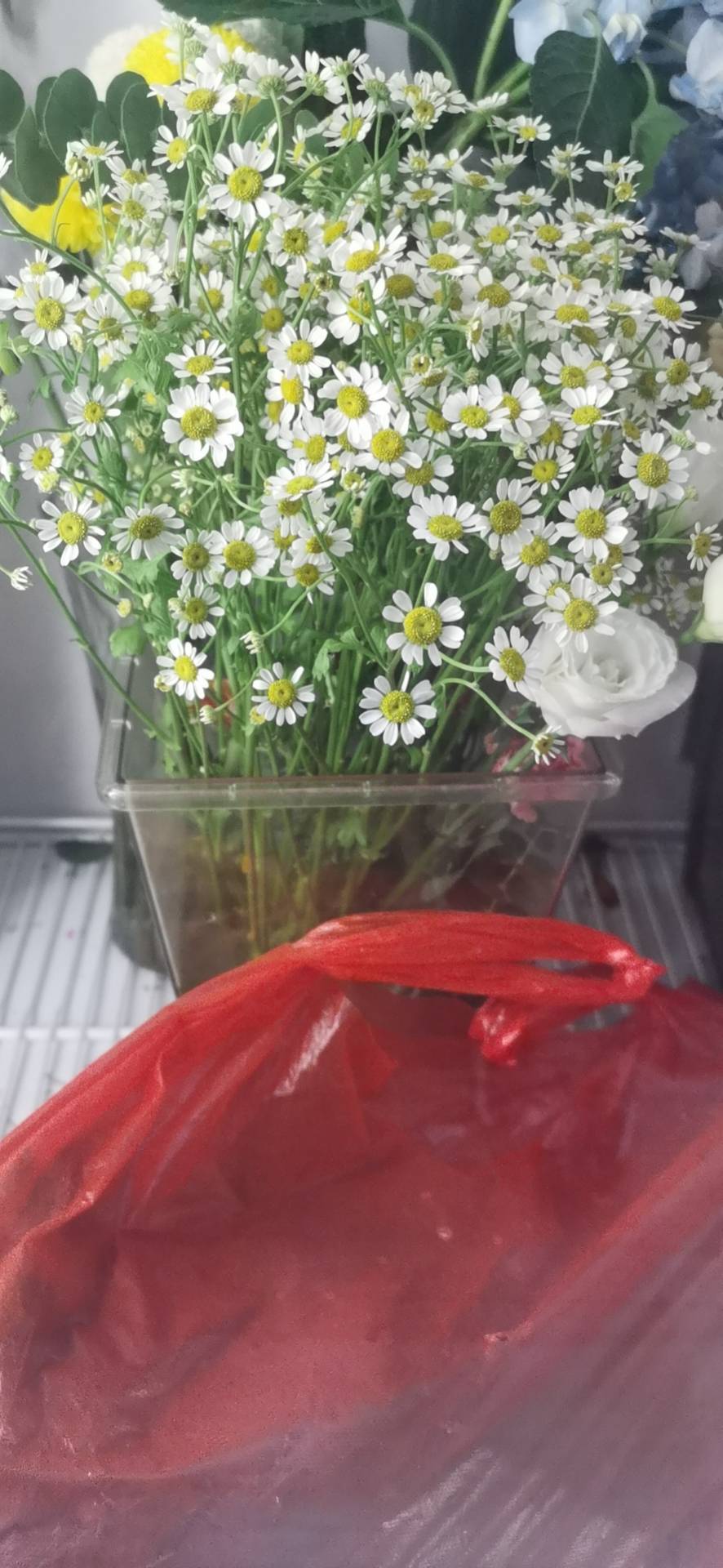 母菊(学名：Matricaria recutita L.)，是桔梗目、菊科、母菊属一年生草本植物。全株无毛，茎高30-40厘米；下部叶矩圆形或倒披针形，无柄；上部叶卵形或长卵形；头状花序异型，总苞片2层，苍绿色；花托长圆锥状；舌状花1列，管状花多数；瘦果小，淡绿褐色。花果期5-7月。多以种子繁殖。分布于中国新疆北部和西部的河谷旷野、田边。母菊头状花序可入药，有发汗和镇痉作用。全草含有大量的维生素A和C。母菊是一种芳香植物，亦有观赏价值。(概述图参考来源：中国植物图像库)