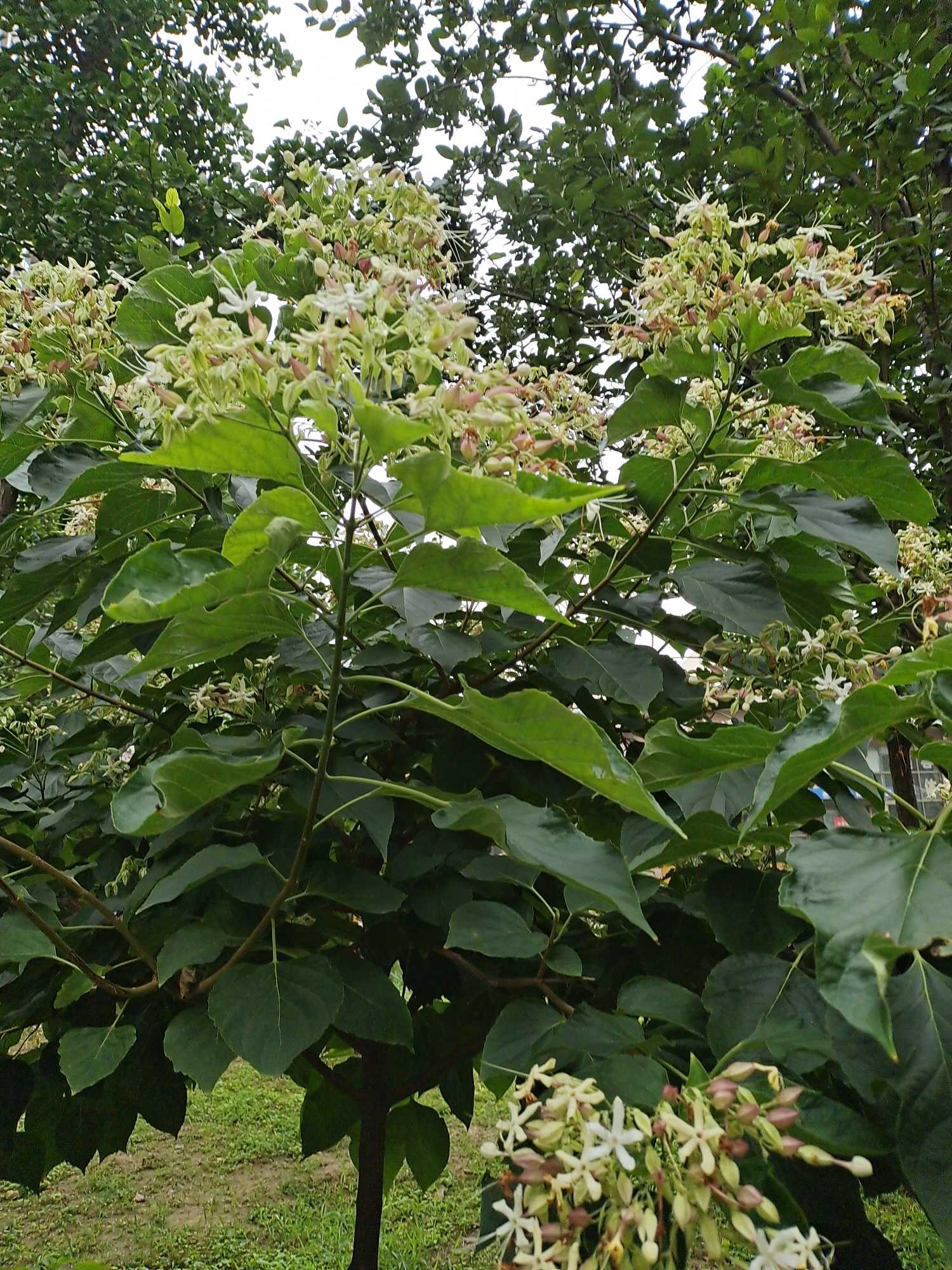 海州常山(学名：Clerodendrum trichotomum Thunb.)是牡荆亚科，大青属灌木或小乔木，高可达10米；老枝灰白色，具皮孔，有淡黄色薄片状横隔。叶片纸质，卵形、卵状椭圆形或三角状卵形，顶端渐尖，表面深绿色，背面淡绿色，伞房状聚伞花序顶生或腋生，通常二歧分枝，疏散，苞片叶状，椭圆形，早落；花萼蕾时绿白色，后紫红色，裂片三角状披针形或卵形，顶端尖；花香，花冠白色或带粉红色，管细，花丝与花柱同伸出花冠外；核果近球形，6-11月。开花结果。分布于中国辽宁、甘肃、陕西以及华北、中南、西南各地。朝鲜、日本以至菲律宾北部也有分布。生长在海拔2400米以下的山坡灌丛中。海州常山喜阳光、稍耐阴、耐旱，适应性好，在温暖湿润气候，肥、水条件好的沙壤上生长旺盛。海州常山花序大，花果美丽，可配置于庭院、山坡、溪边、堤岸、悬崖、石隙及林下。(概述图参考来源：中国自然标本馆)