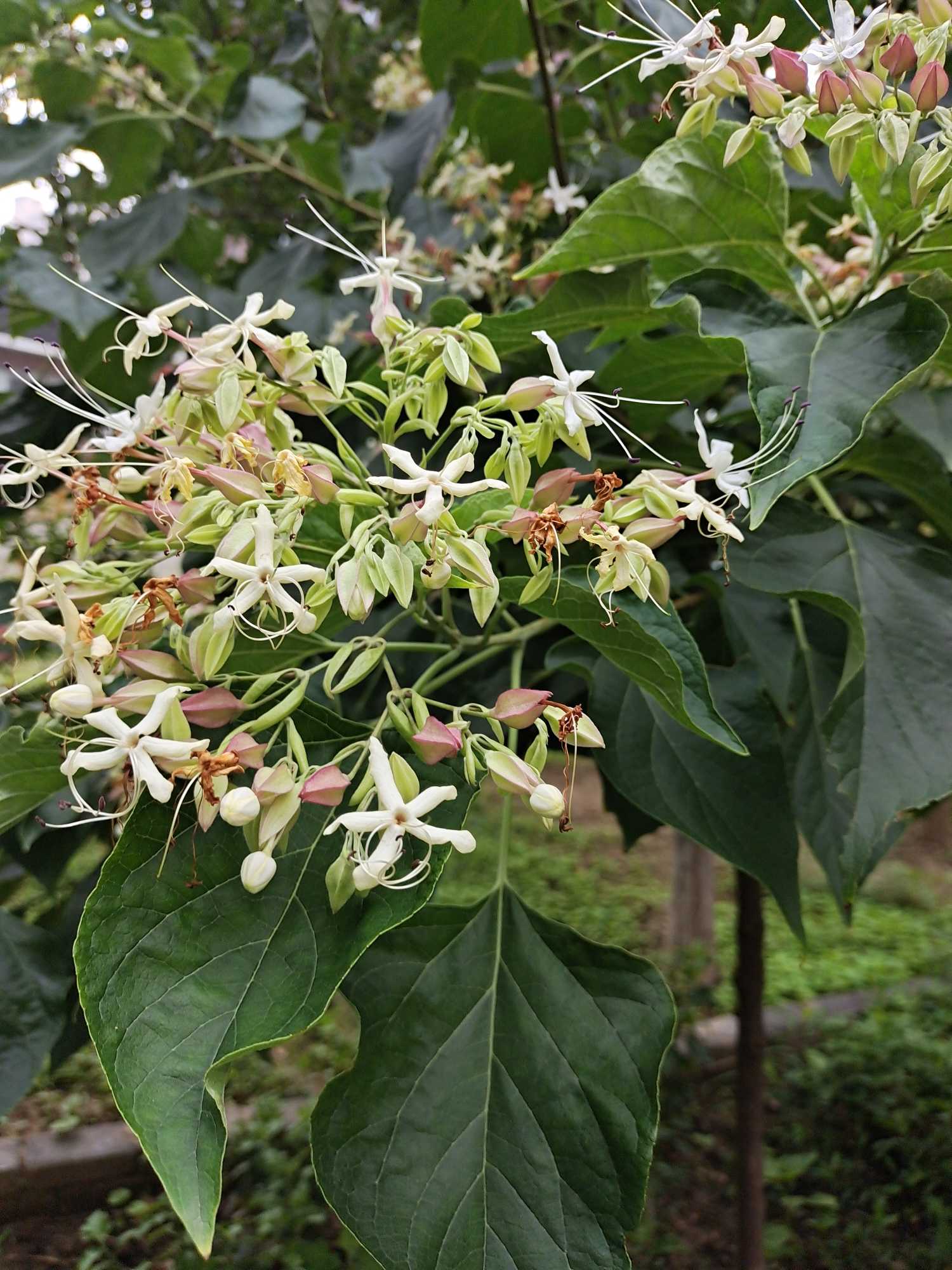 海州常山(学名：Clerodendrum trichotomum Thunb.)是牡荆亚科，大青属灌木或小乔木，高可达10米；老枝灰白色，具皮孔，有淡黄色薄片状横隔。叶片纸质，卵形、卵状椭圆形或三角状卵形，顶端渐尖，表面深绿色，背面淡绿色，伞房状聚伞花序顶生或腋生，通常二歧分枝，疏散，苞片叶状，椭圆形，早落；花萼蕾时绿白色，后紫红色，裂片三角状披针形或卵形，顶端尖；花香，花冠白色或带粉红色，管细，花丝与花柱同伸出花冠外；核果近球形，6-11月。开花结果。分布于中国辽宁、甘肃、陕西以及华北、中南、西南各地。朝鲜、日本以至菲律宾北部也有分布。生长在海拔2400米以下的山坡灌丛中。海州常山喜阳光、稍耐阴、耐旱，适应性好，在温暖湿润气候，肥、水条件好的沙壤上生长旺盛。海州常山花序大，花果美丽，可配置于庭院、山坡、溪边、堤岸、悬崖、石隙及林下。(概述图参考来源：中国自然标本馆)