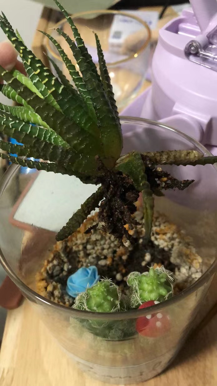 条纹十二卷锦百合科十二卷属。叶片紧密轮生在茎轴上，呈莲座状；叶三角状披针形，先端锐尖；叶表光滑，深绿色；叶背绿色，具较大的白色瘤状突起，这些突起排列成横条纹，与叶面的深绿色形成鲜明的对比。