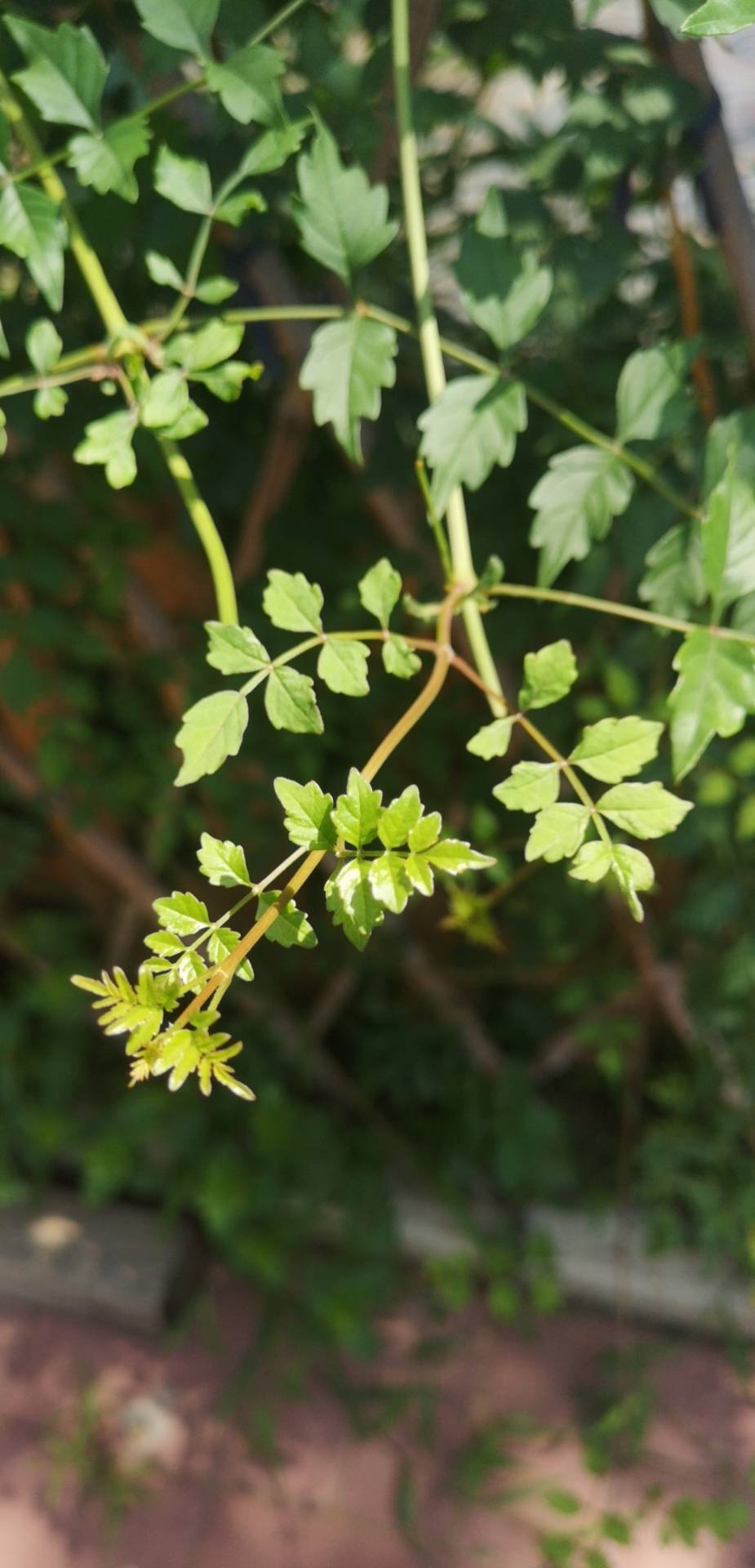 凌霄(学名：Campsis grandiflora (Thunb.) Schum.)是紫葳科、凌霄属攀援藤本植物。茎木质，表皮脱落，枯褐色，以气生根攀附于它物之上；叶对生，为奇数羽状复叶；小叶7-9枚，卵形至卵状披针形，侧脉6-7对，两面无毛，边缘有粗锯齿；叶轴长4-13厘米；小叶柄长5(-10)毫米；顶生疏散的短圆锥花序，花序轴长15-20厘米；花萼钟状，长3厘米；花冠内面鲜红色，外面橙黄色，长约5厘米，裂片半圆形；雄蕊着生于花冠筒近基部；花柱线形，长约3厘米；蒴果细长如豆荚，先端钝，每果含种子数粒。花期5-8月。分布于中国、日本；越南、印度、巴基斯坦有栽培。生性强健，性喜温暖；有一定的耐寒能力；生长喜阳光充足，但也较耐阴；在盐碱瘠薄的土壤中也能正常生长，但生长以深厚肥沃，排水良好的微酸性土壤为好。可供观赏及药用，花为通经利尿药，可根治跌打损伤等症。(概述图参考资料：)